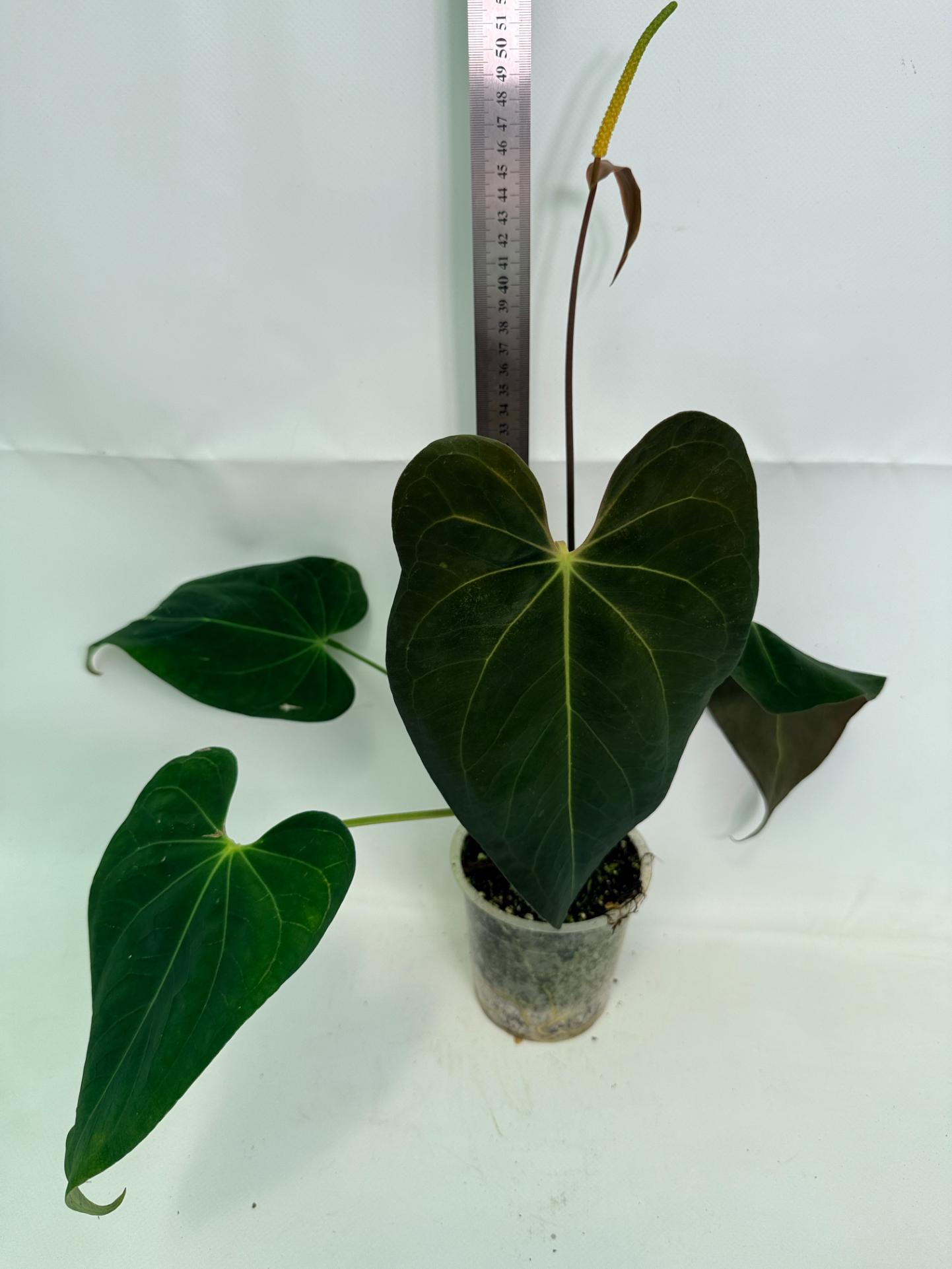 Anthurium Papillilaminum x Magnificum 01