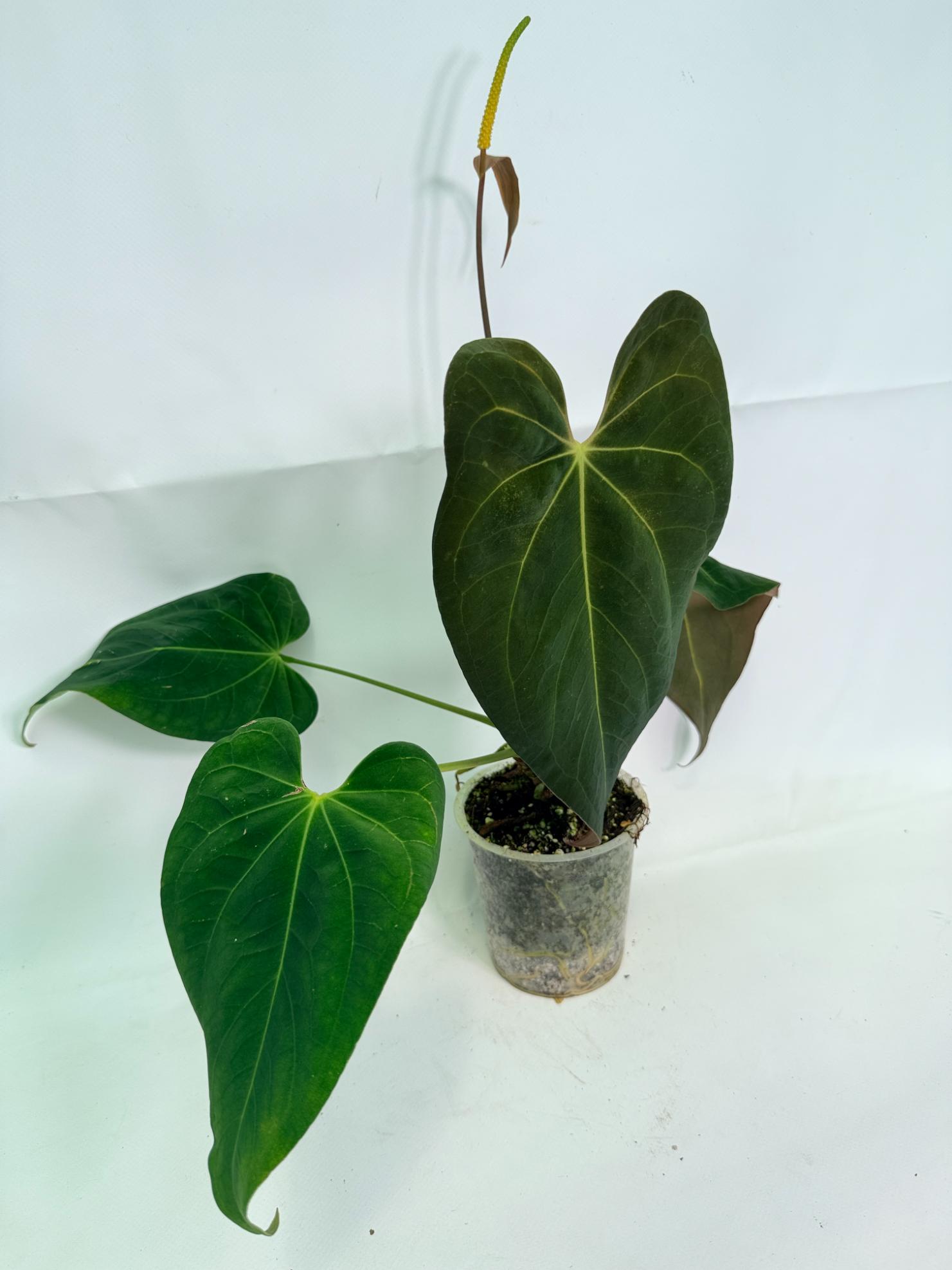 Anthurium Papillilaminum x Magnificum 02