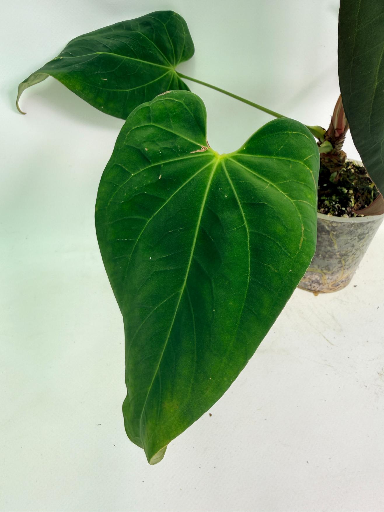 Anthurium Papillilaminum x Magnificum 03