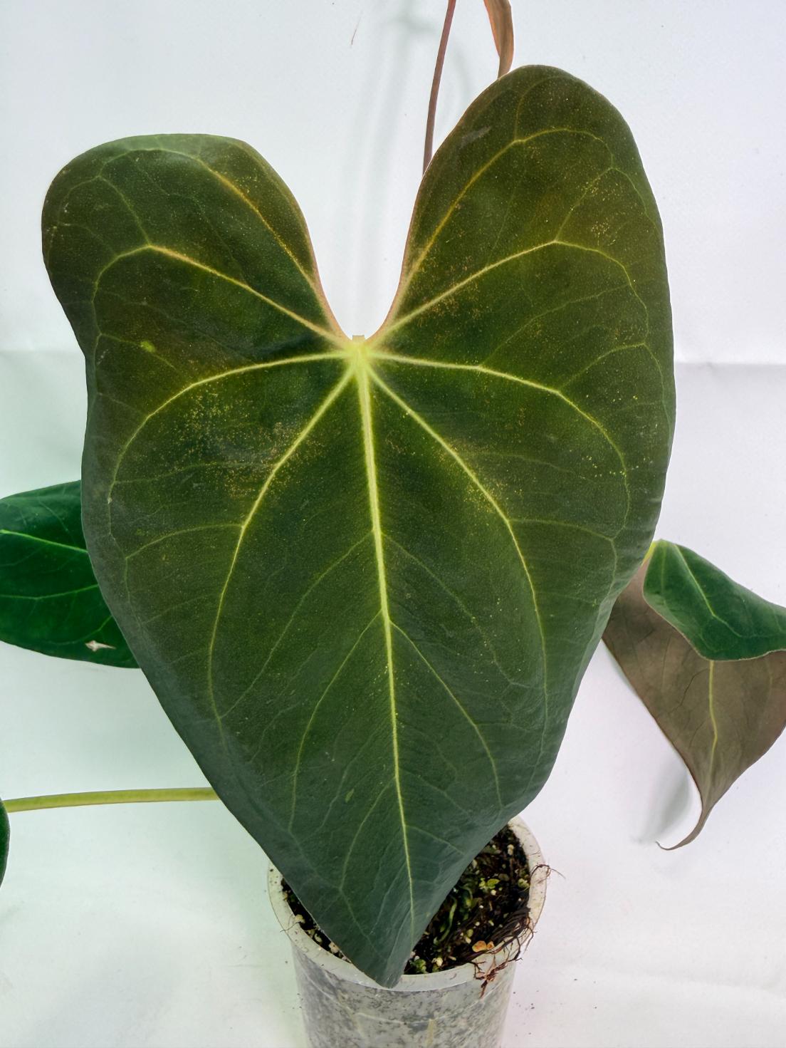Anthurium Papillilaminum x Magnificum 04