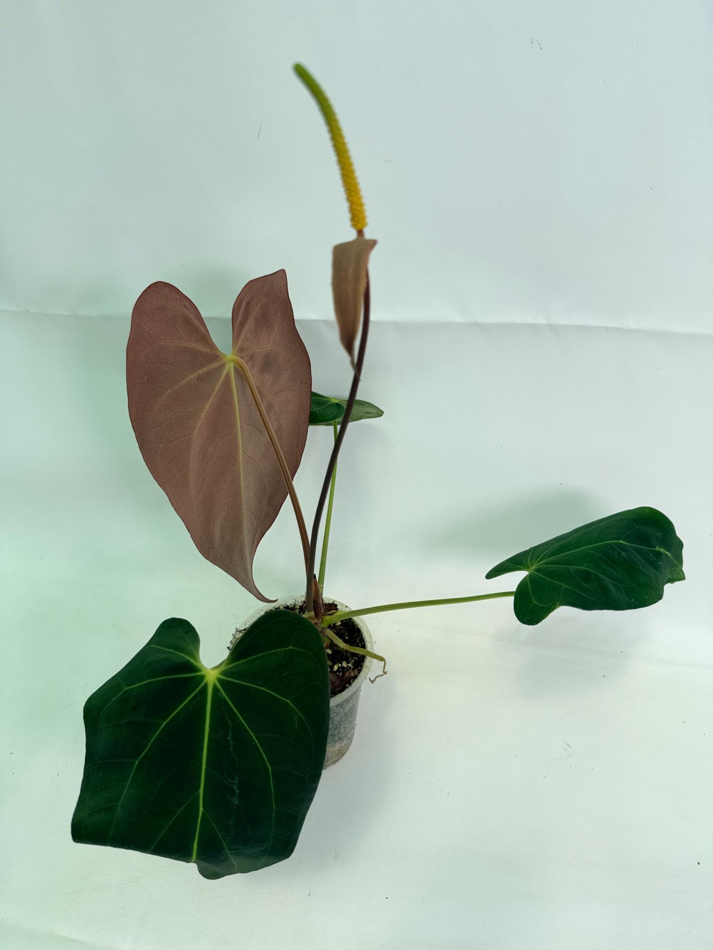 Anthurium Papillilaminum x Magnificum06