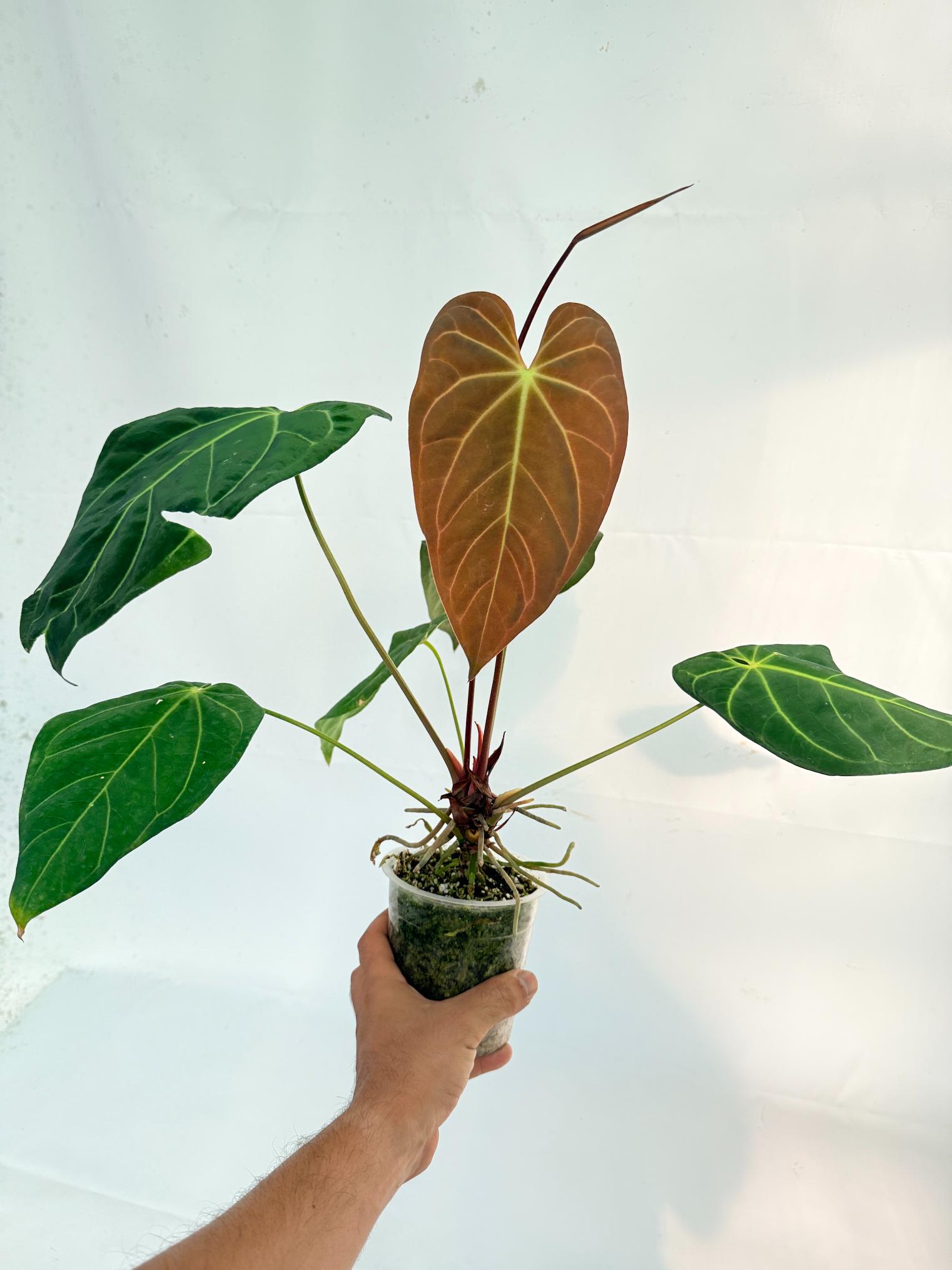 Anthurium Papillilaminum x Magnificum 2