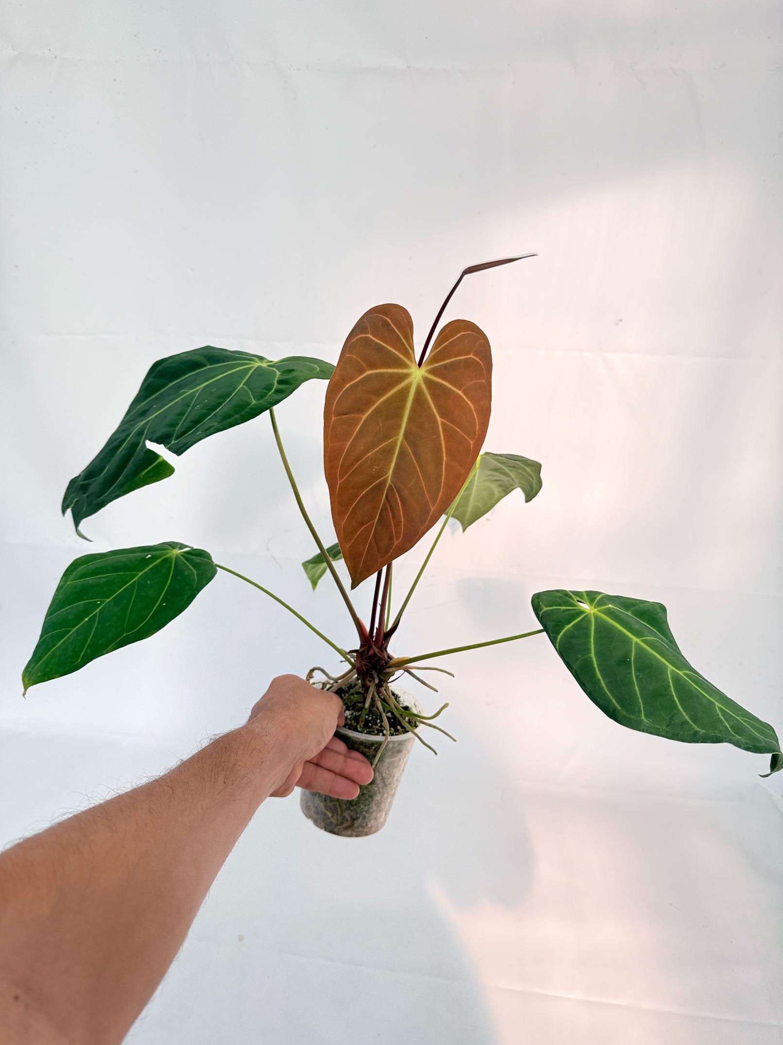 Anthurium Papillilaminum x Magnificum 6