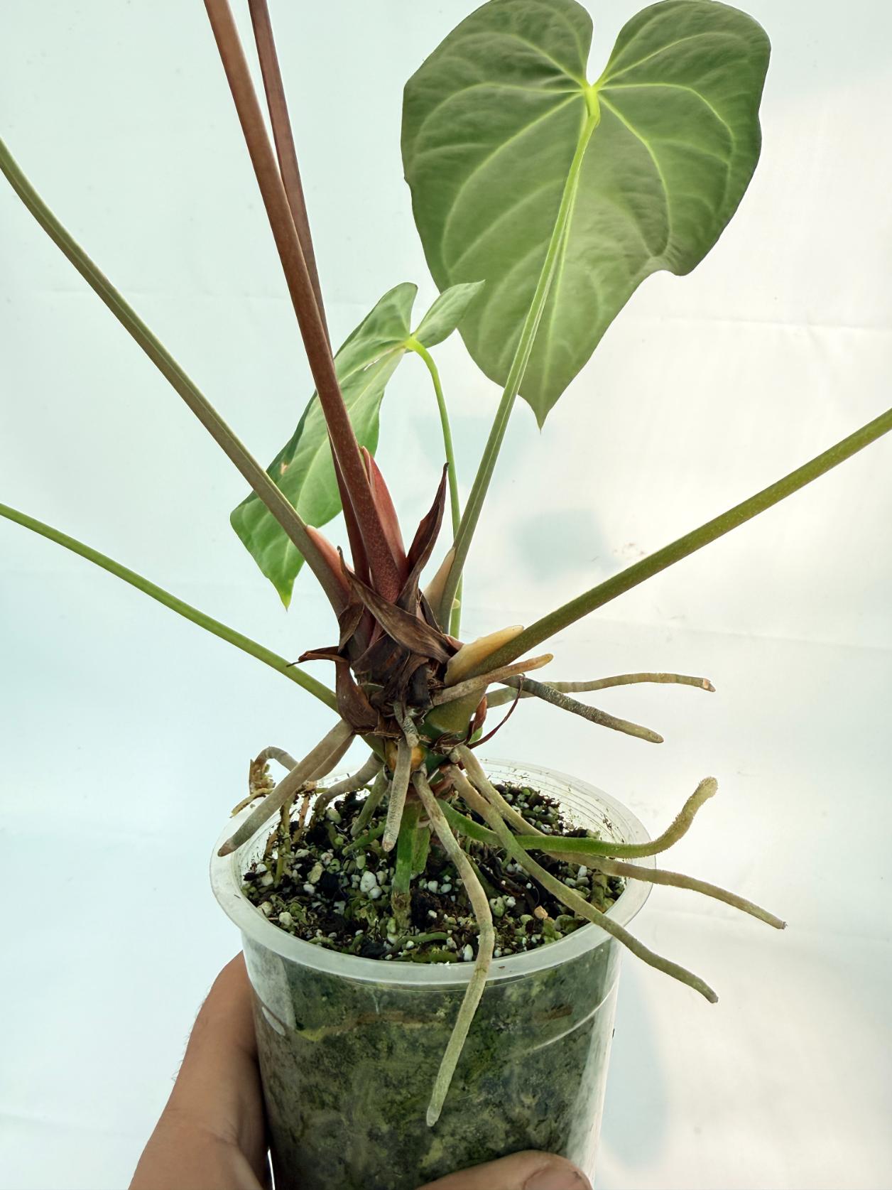 Anthurium Papillilaminum x Magnificum 8
