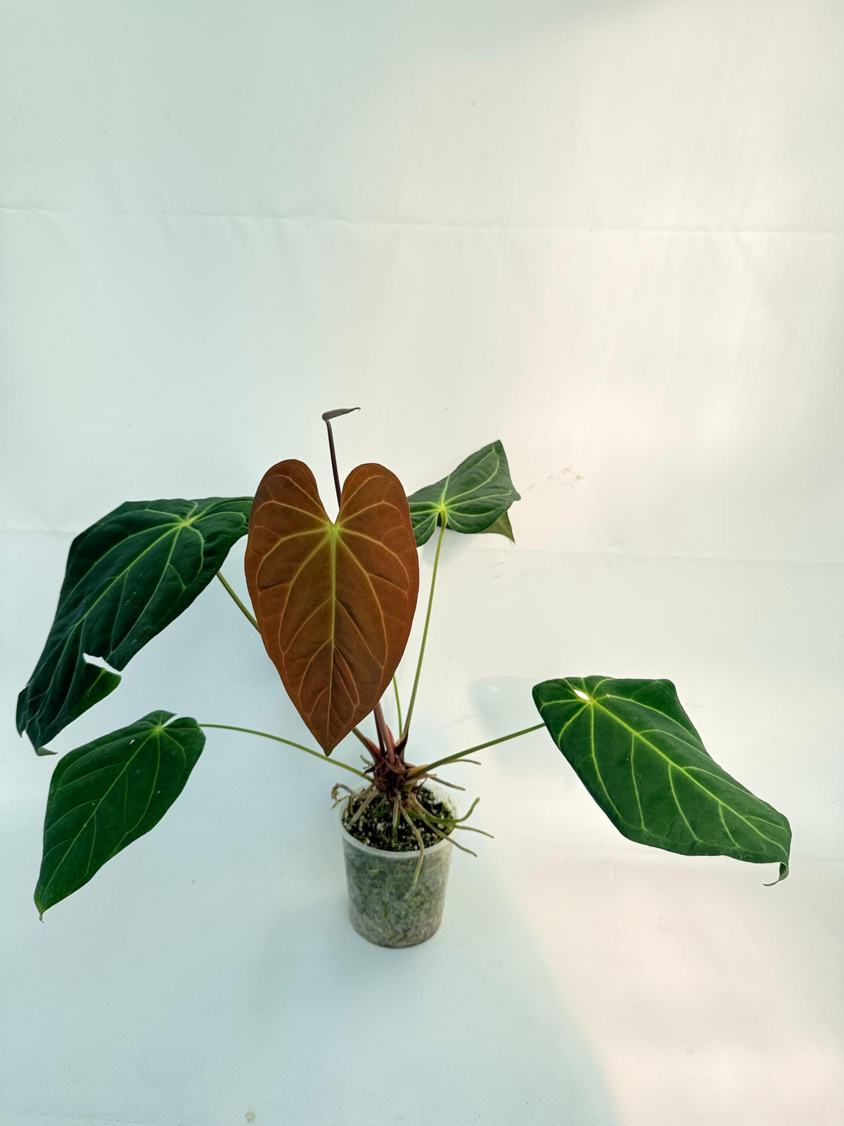 Anthurium Papillilaminum x Magnificum 7