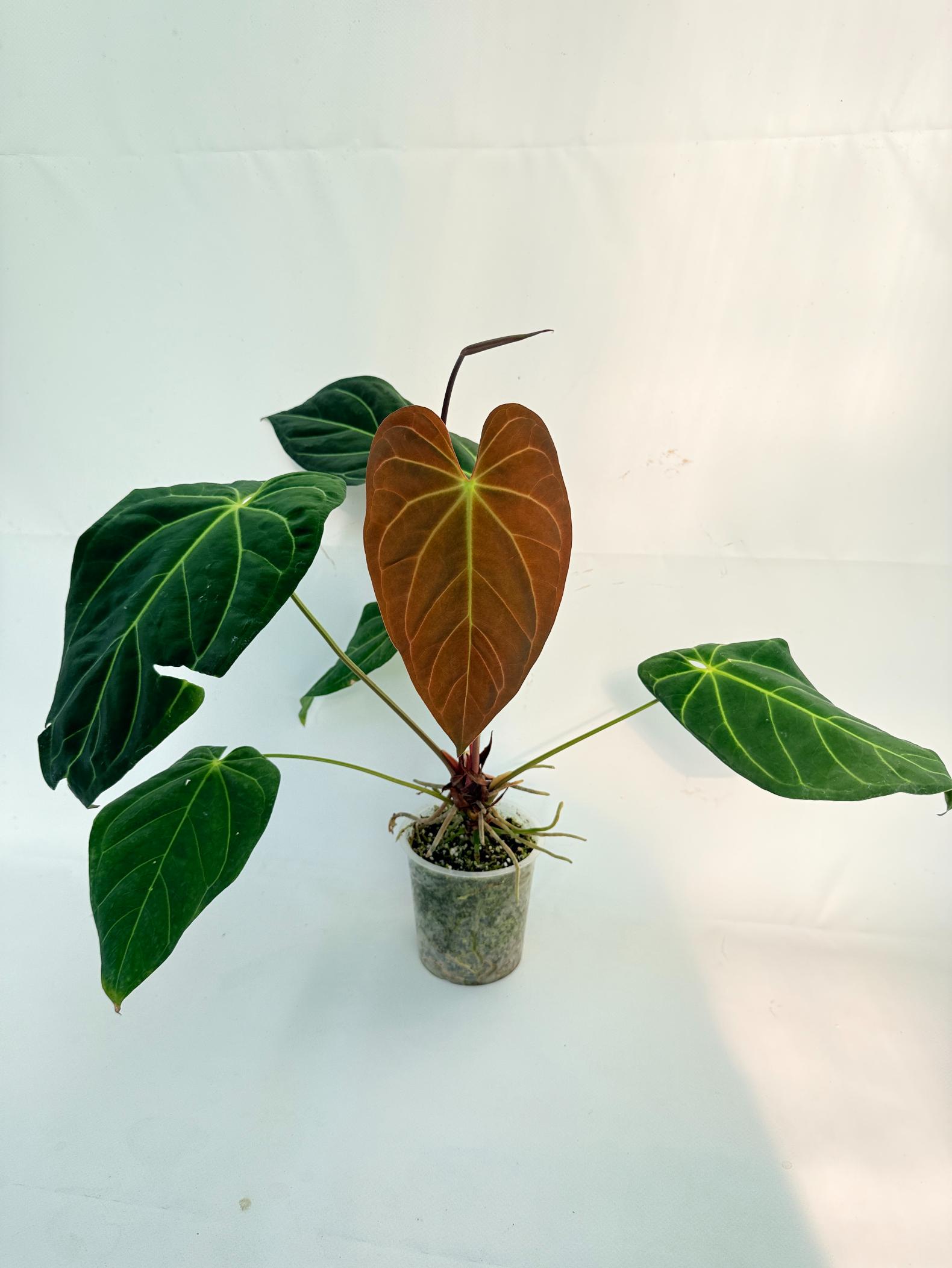 Anthurium Papillilaminum x Magnificum 10