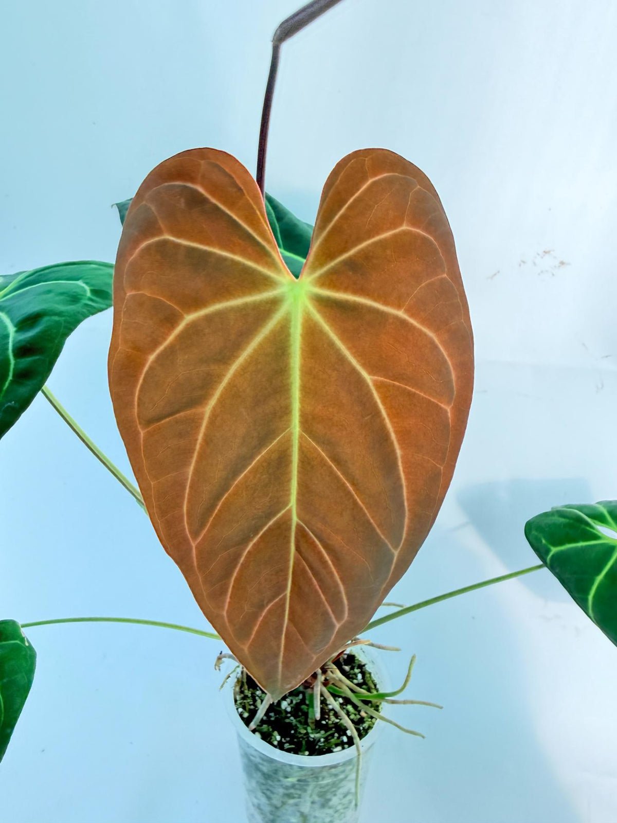 Anthurium Papillilaminum x Magnificum 1