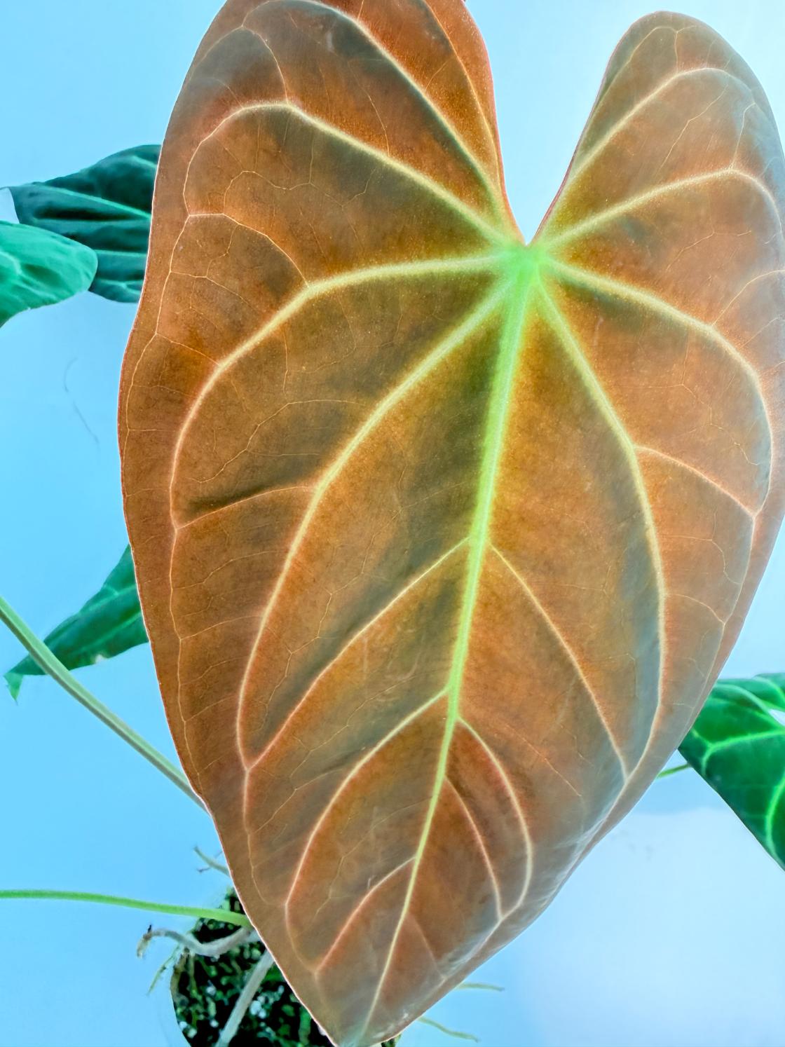 Anthurium Papillilaminum x Magnificum 3