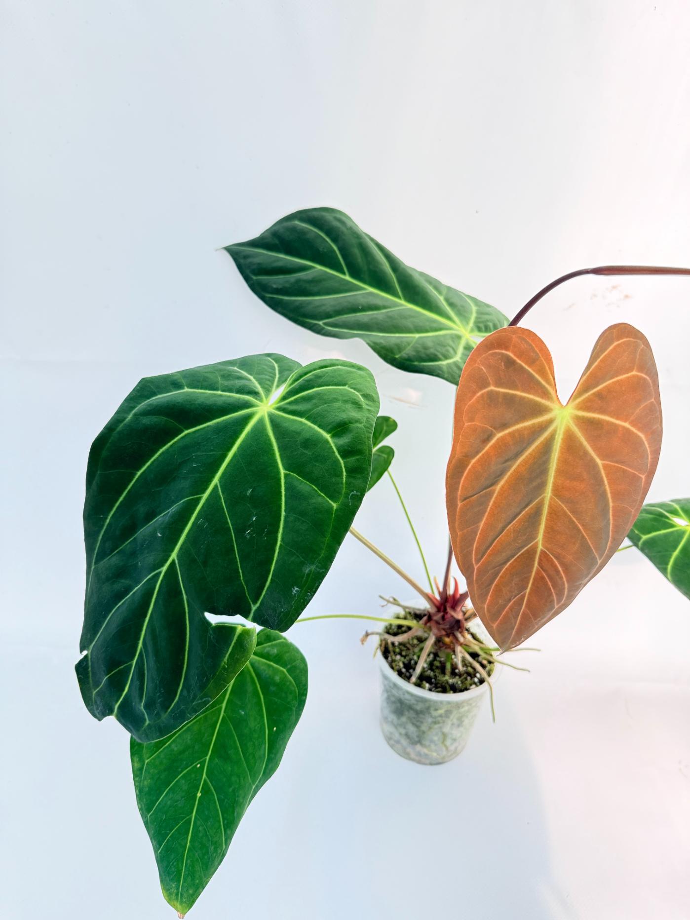 Anthurium Papillilaminum x Magnificum 5