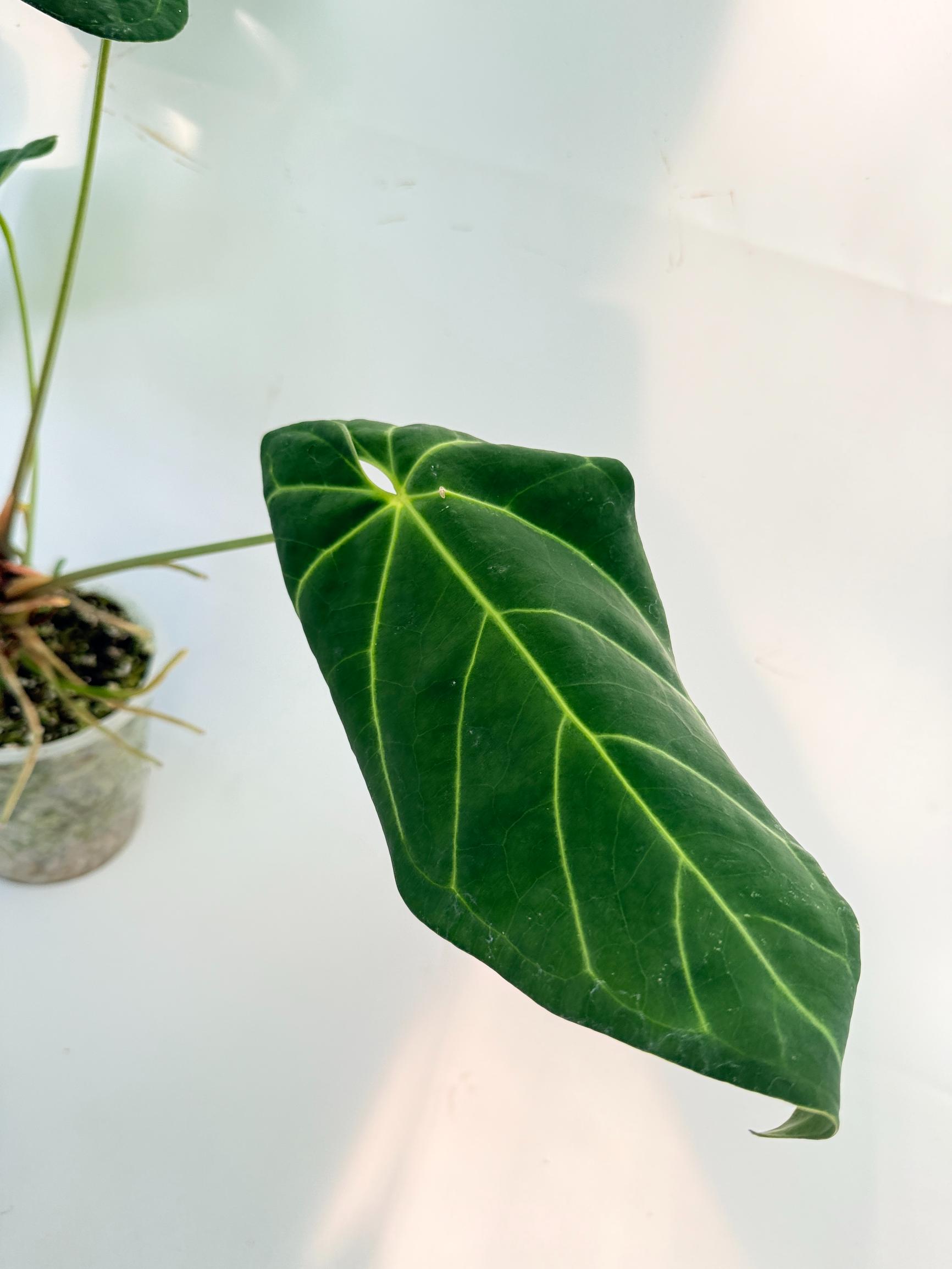 Anthurium Papillilaminum x Magnificum 9