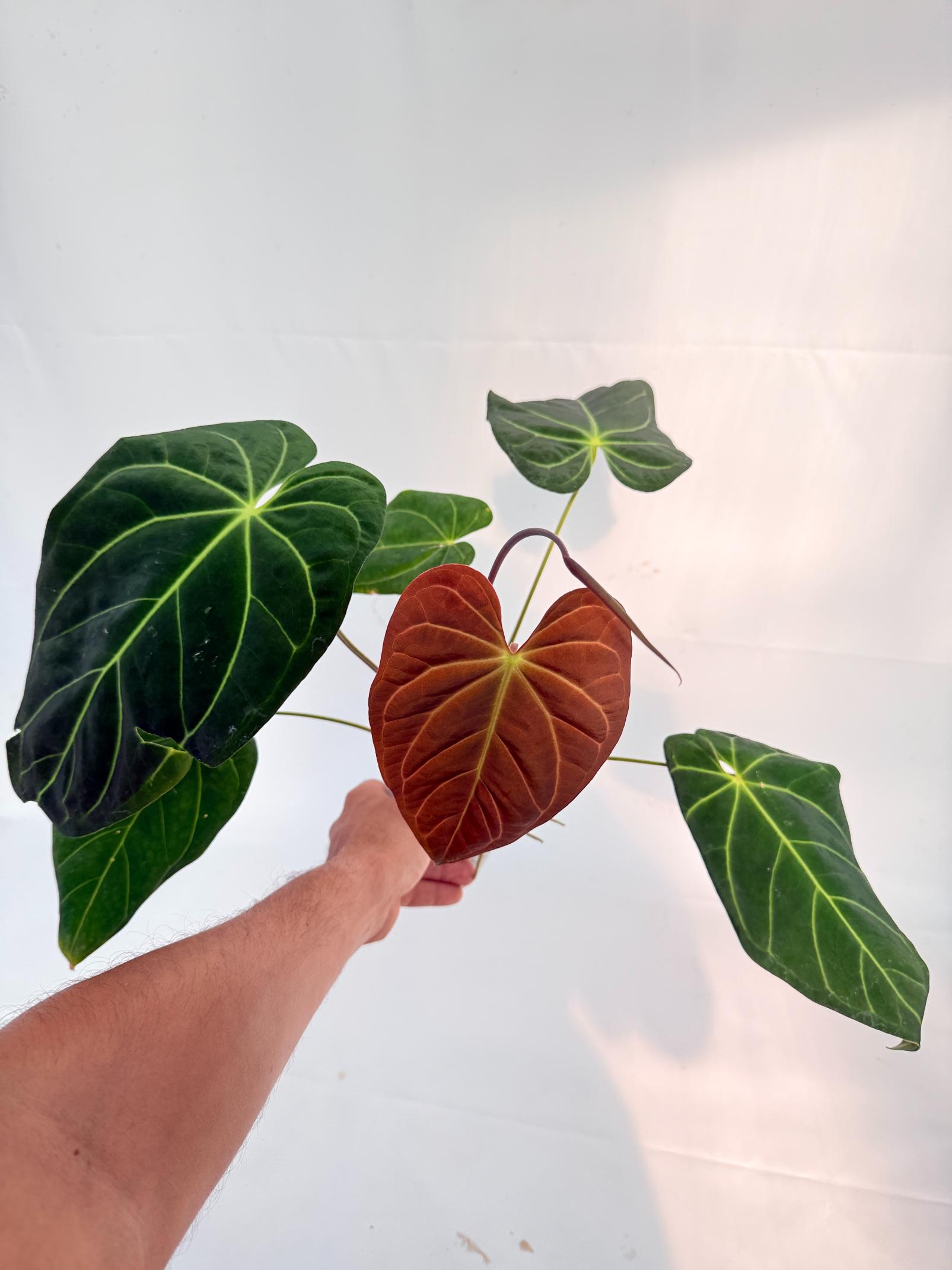 Anthurium Papillilaminum x Magnificum 4