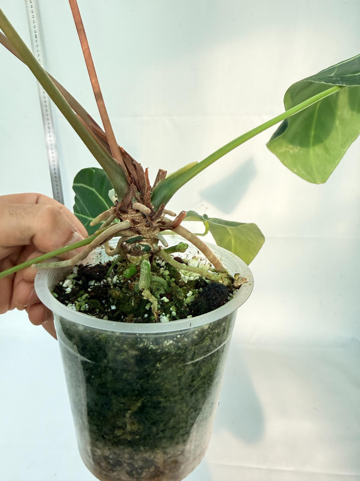 Anthurium Papillilaminum x Magnificum 10