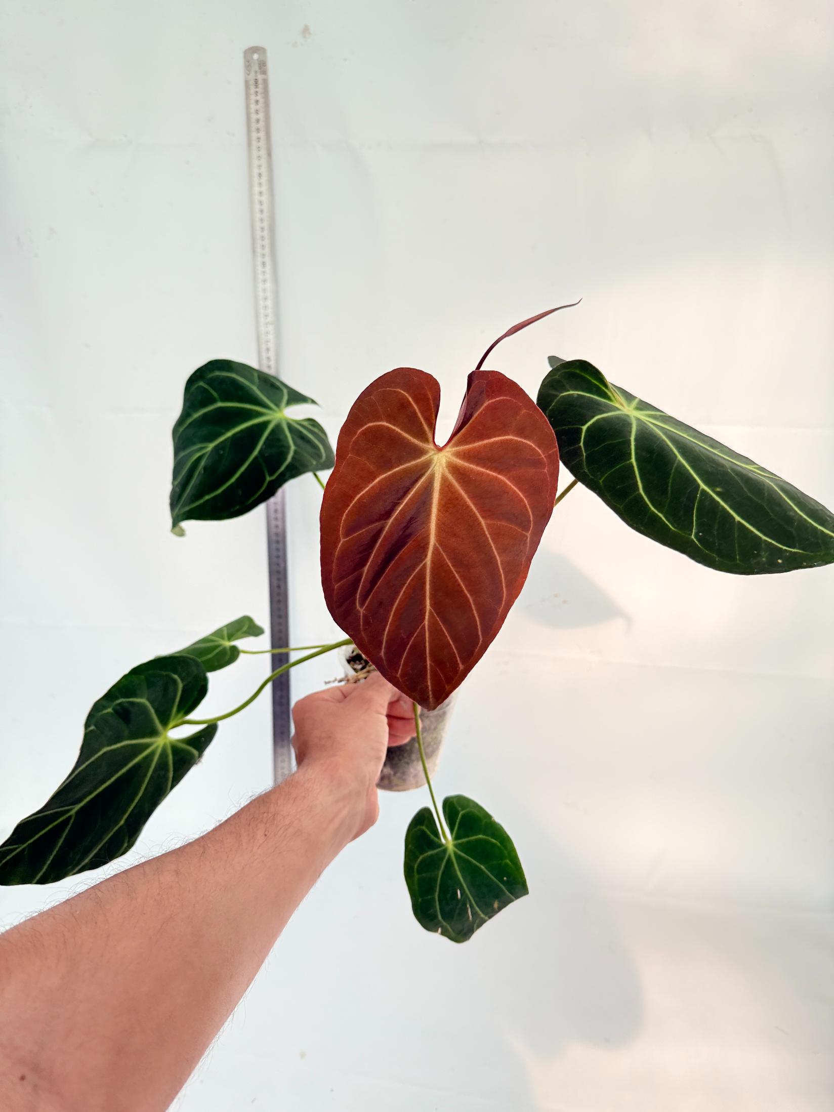 Anthurium Papillilaminum x Magnificum 2