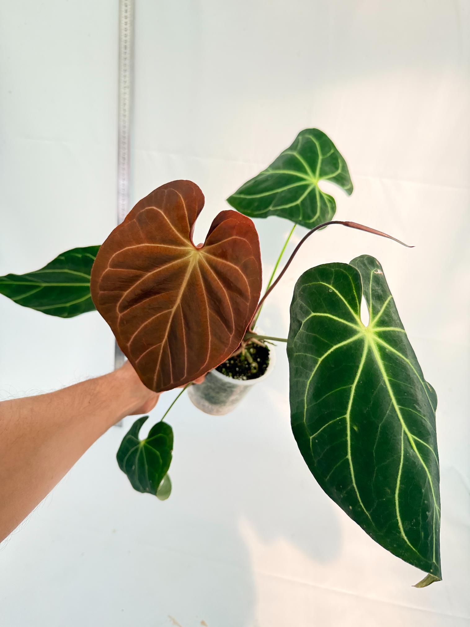 Anthurium Papillilaminum x Magnificum 4