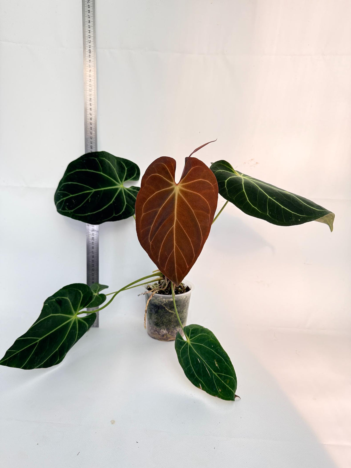 Anthurium Papillilaminum x Magnificum 6