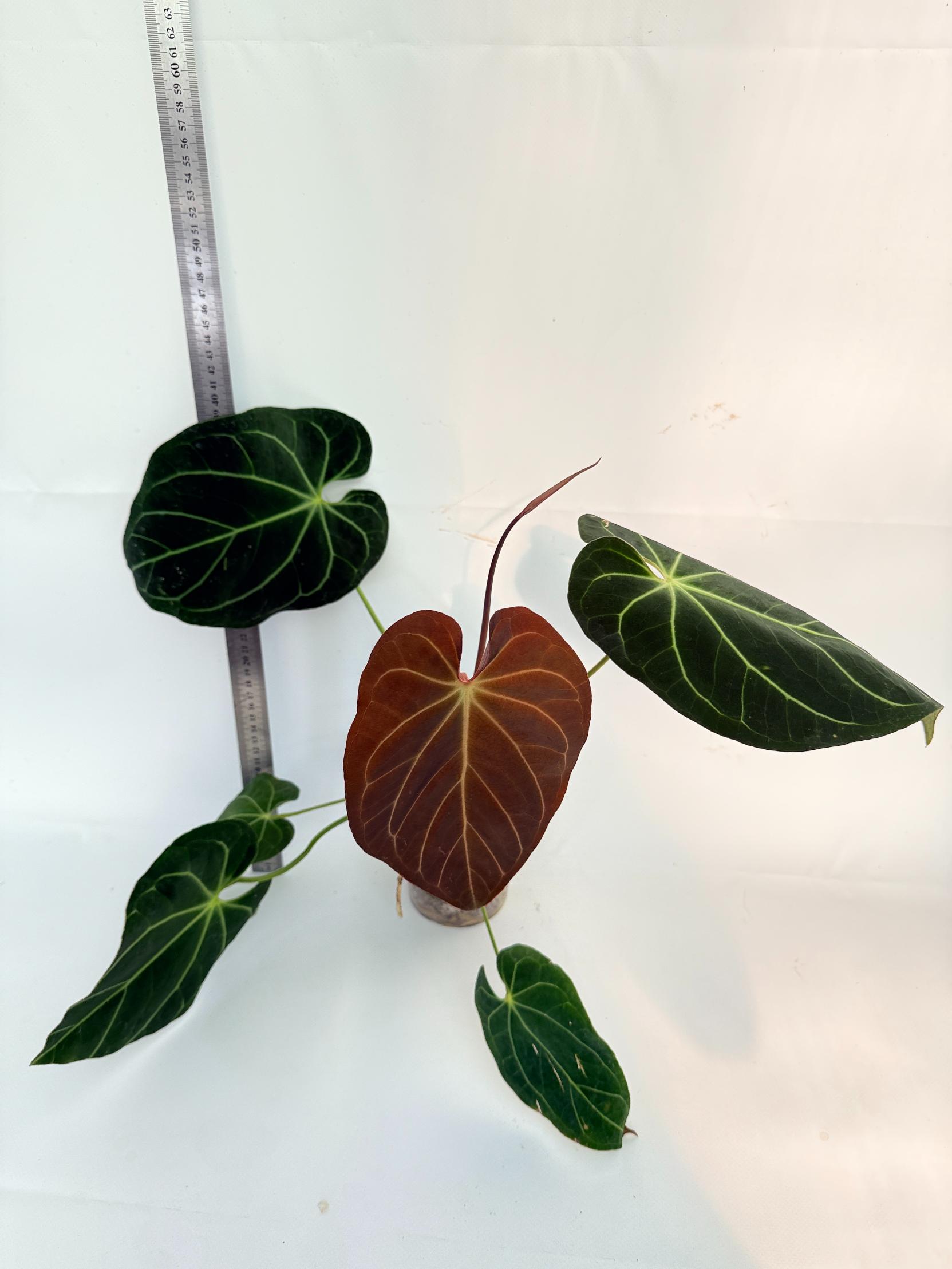 Anthurium Papillilaminum x Magnificum 7