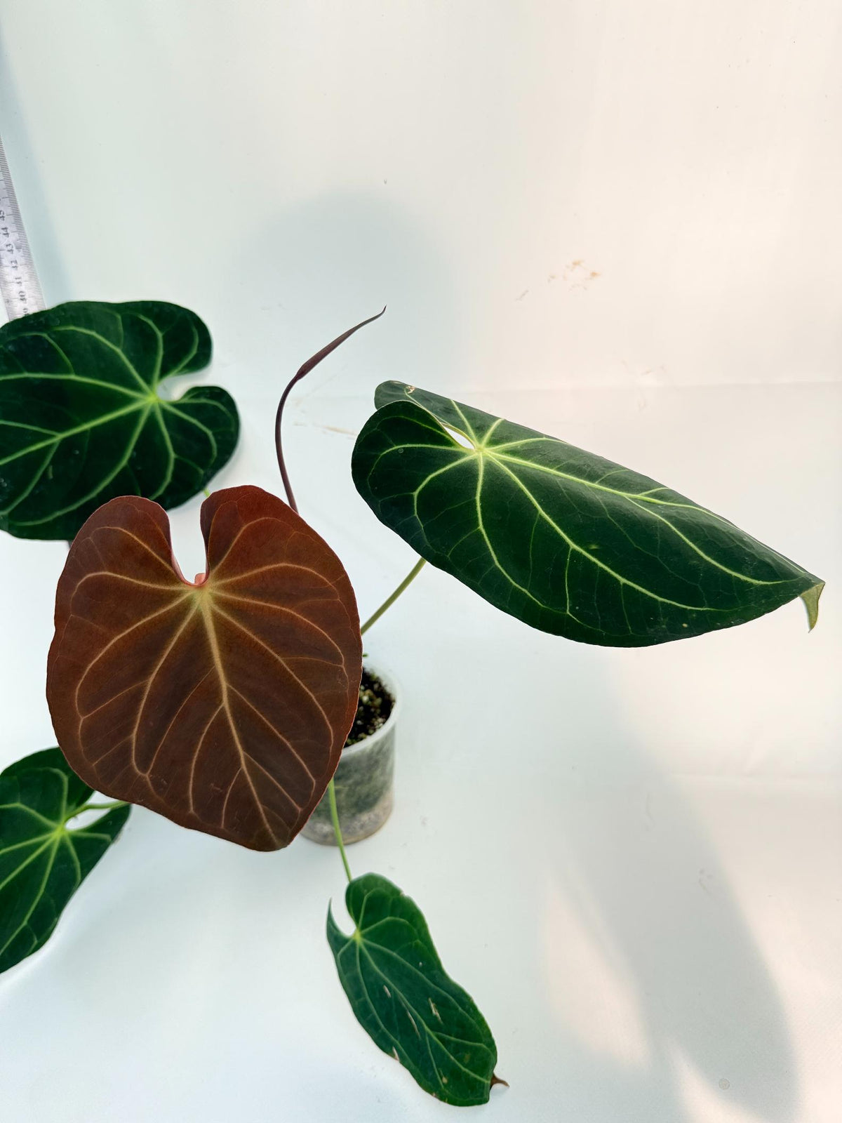 Anthurium Papillilaminum x Magnificum 8