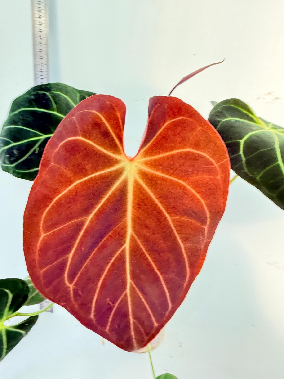Anthurium Papillilaminum x Magnificum 1
