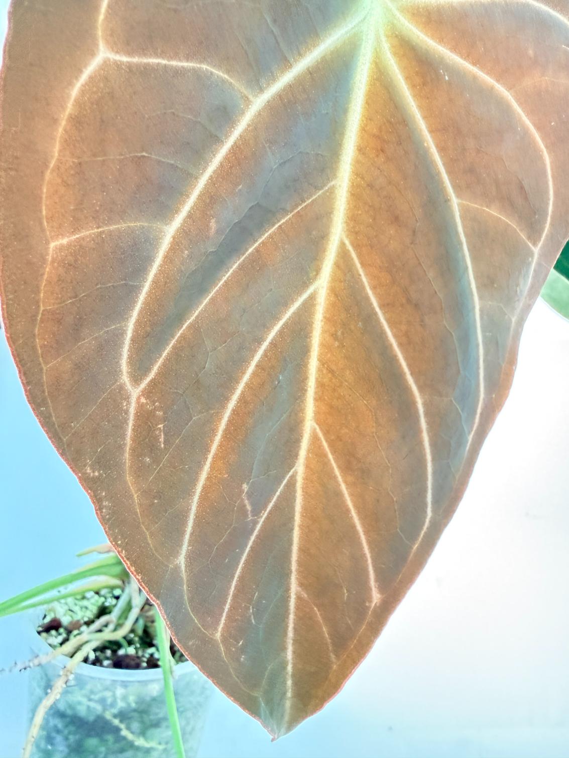 Anthurium Papillilaminum x Magnificum 5