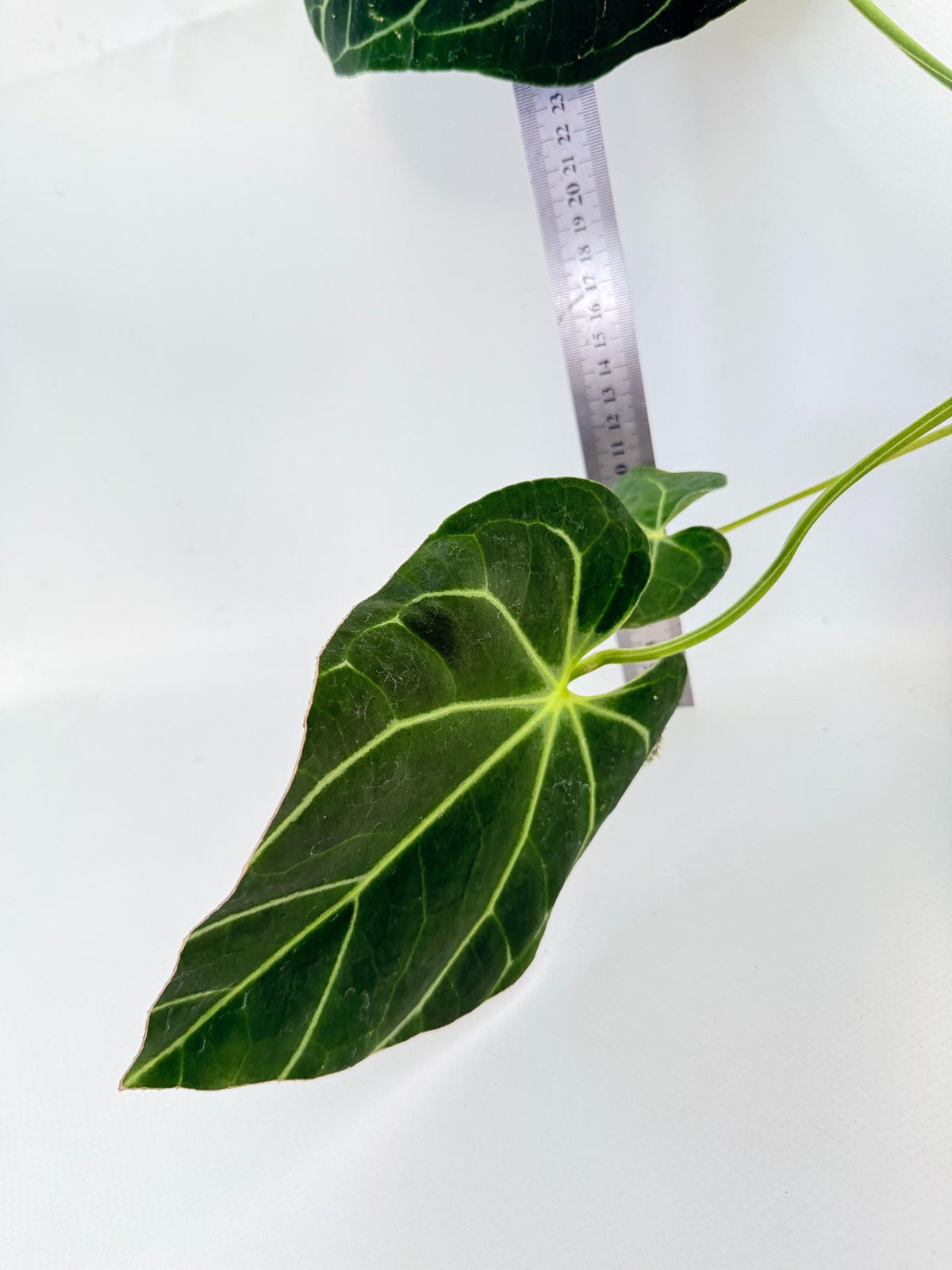 Anthurium Papillilaminum x Magnificum 9