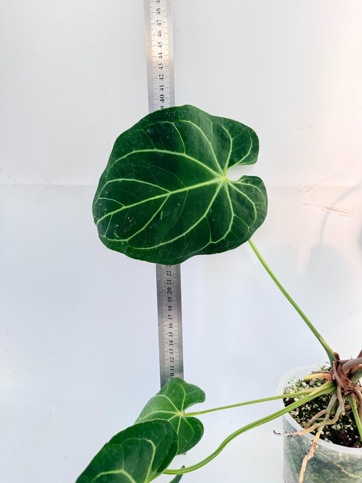 Anthurium Papillilaminum x Magnificum 3