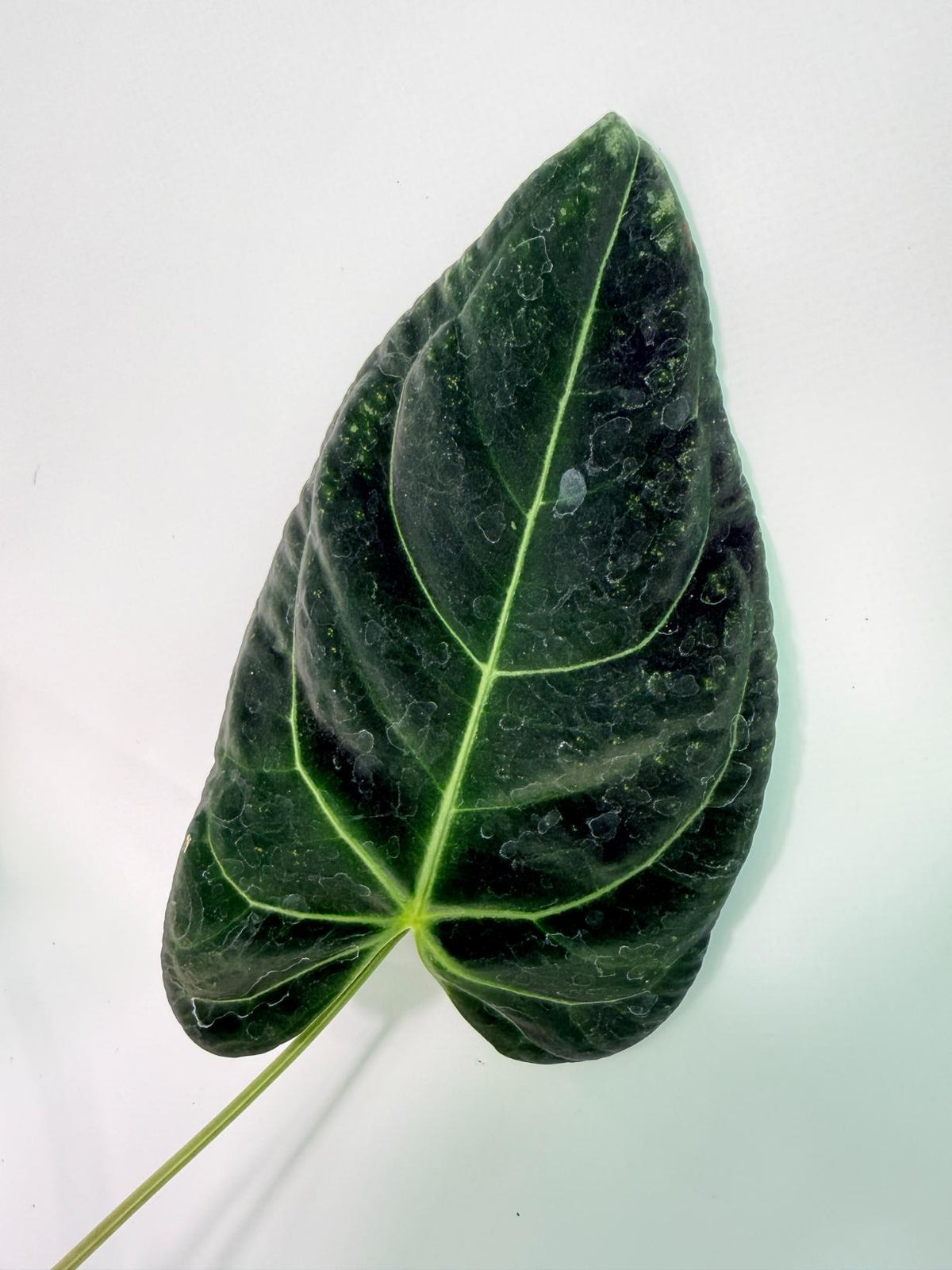 Anthurium Papillilaminum x Magnificum 08
