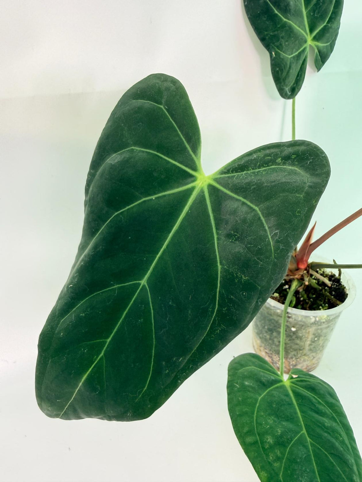 Anthurium Papillilaminum x Magnificum 09