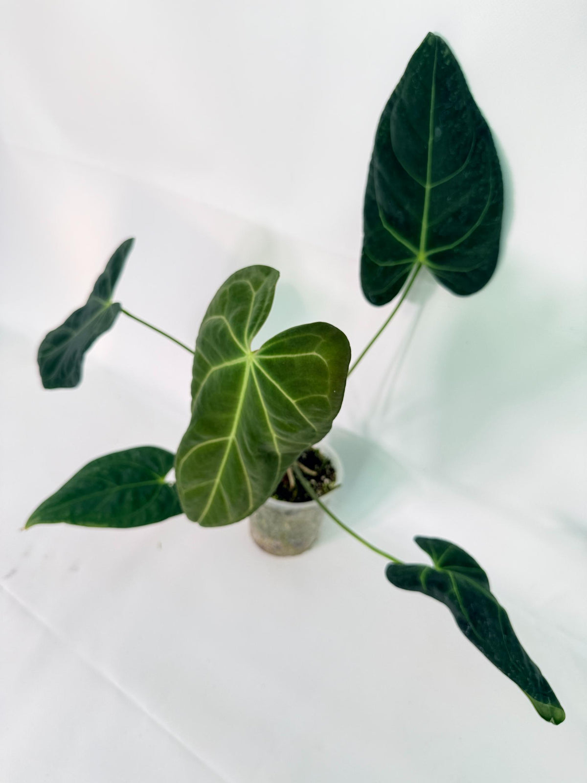 Anthurium Papillilaminum x Magnificum 10