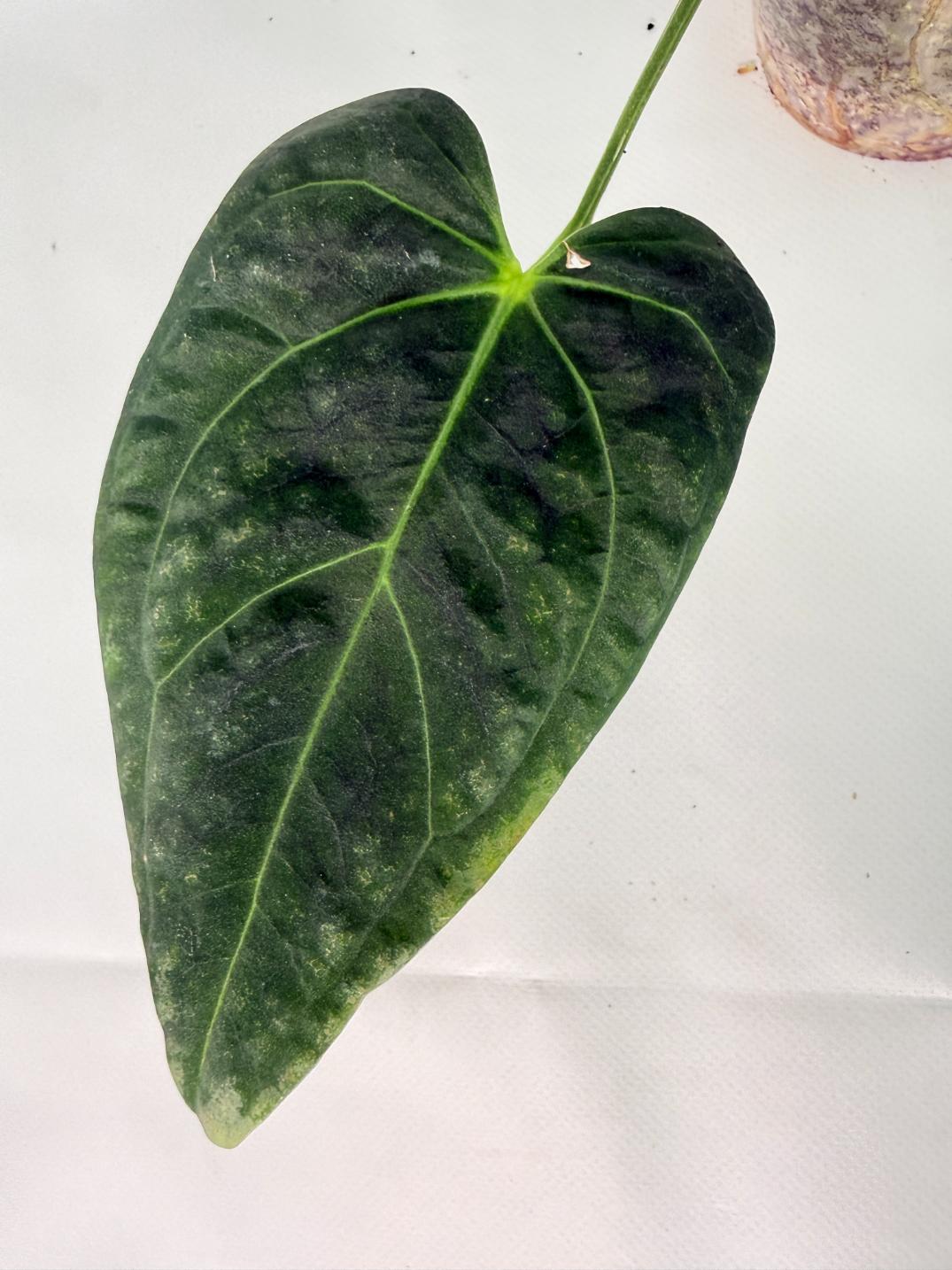 Anthurium Papillilaminum x Magnificum 11