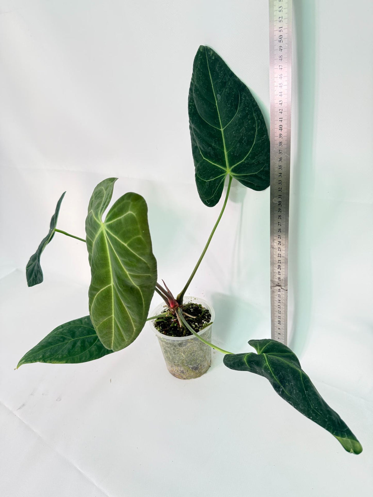 Anthurium Papillilaminum x Magnificum 12