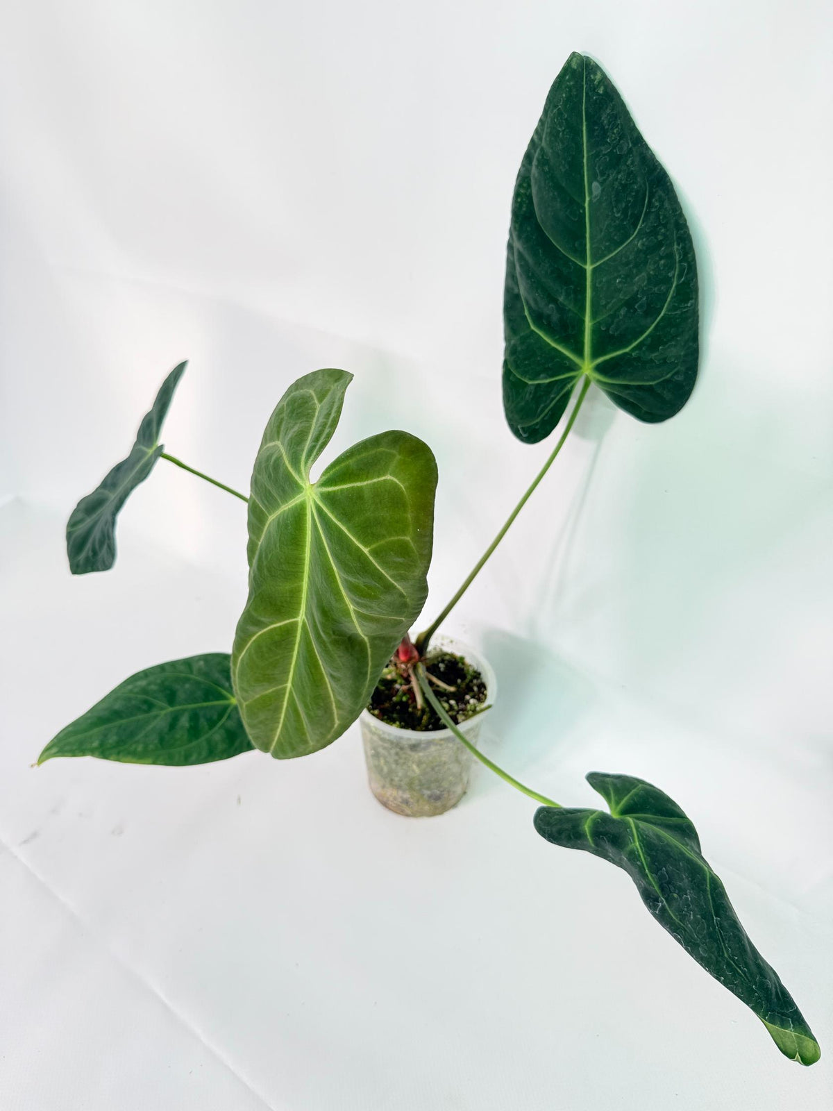 Anthurium Papillilaminum x Magnificum 01