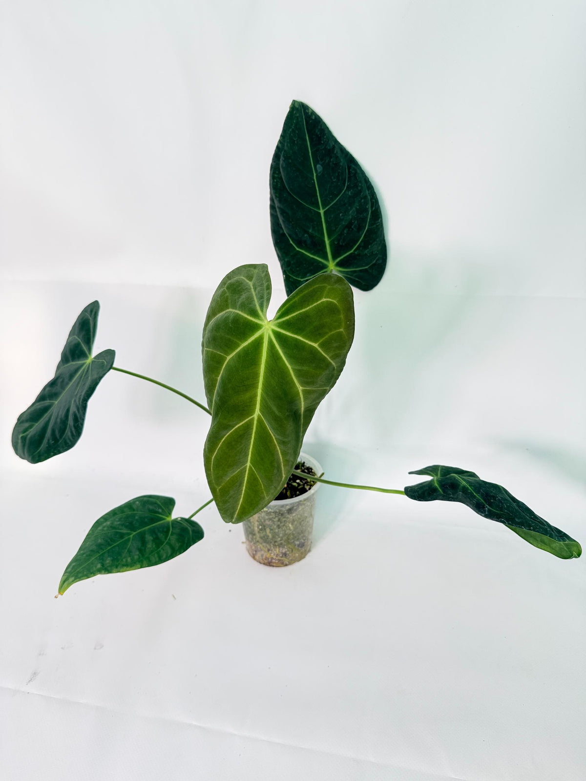 Anthurium Papillilaminum x Magnificum 03