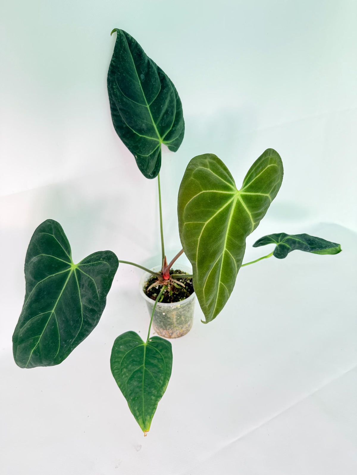 Anthurium Papillilaminum x Magnificum 04