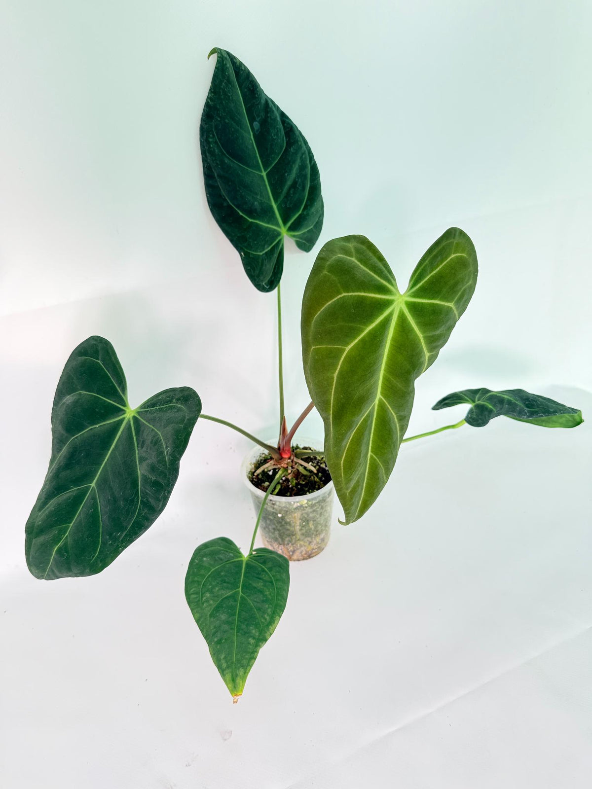 Anthurium Papillilaminum x Magnificum 05