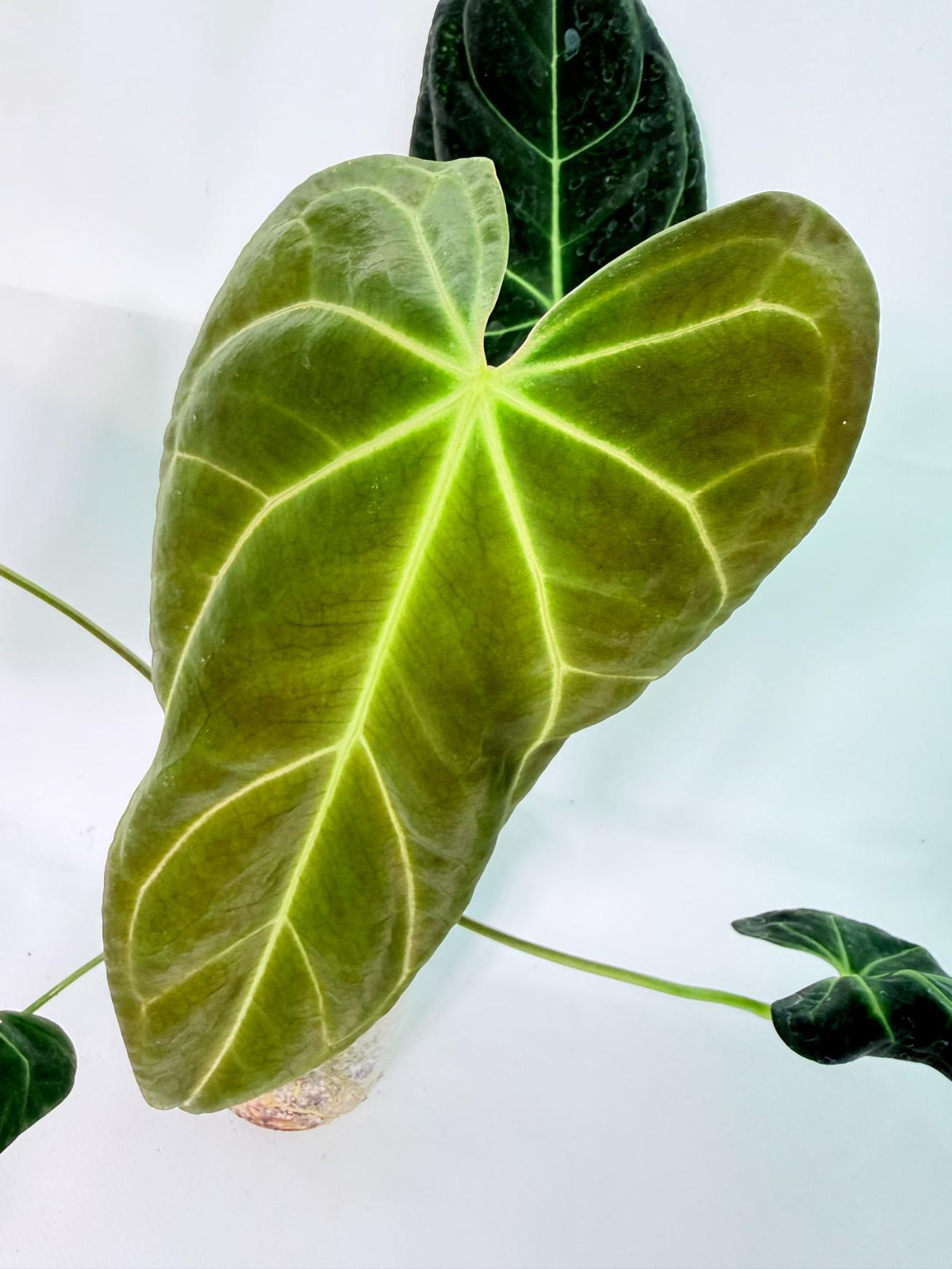 Anthurium Papillilaminum x Magnificum 06