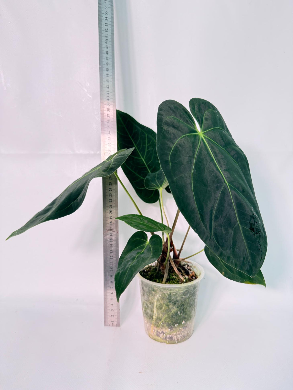 Anthurium Papillilaminum x Magnificum 1