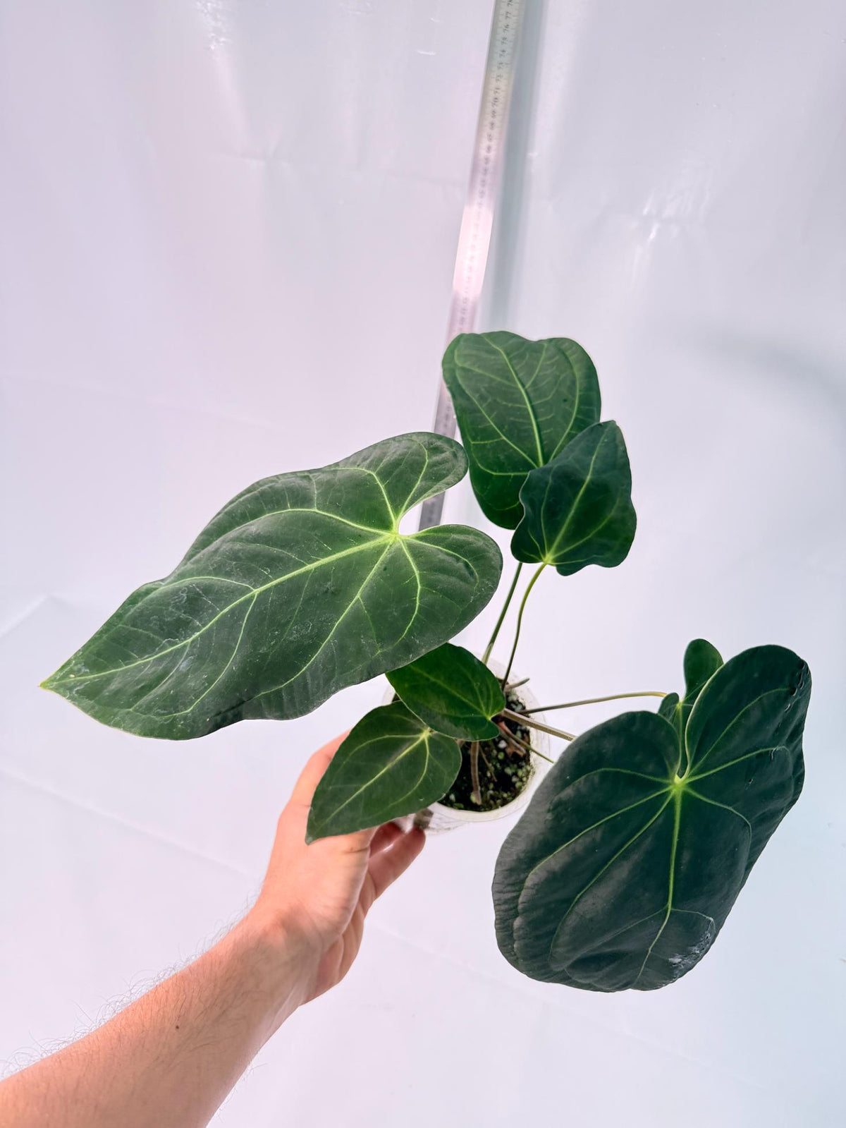Anthurium Papillilaminum x Magnificum 8