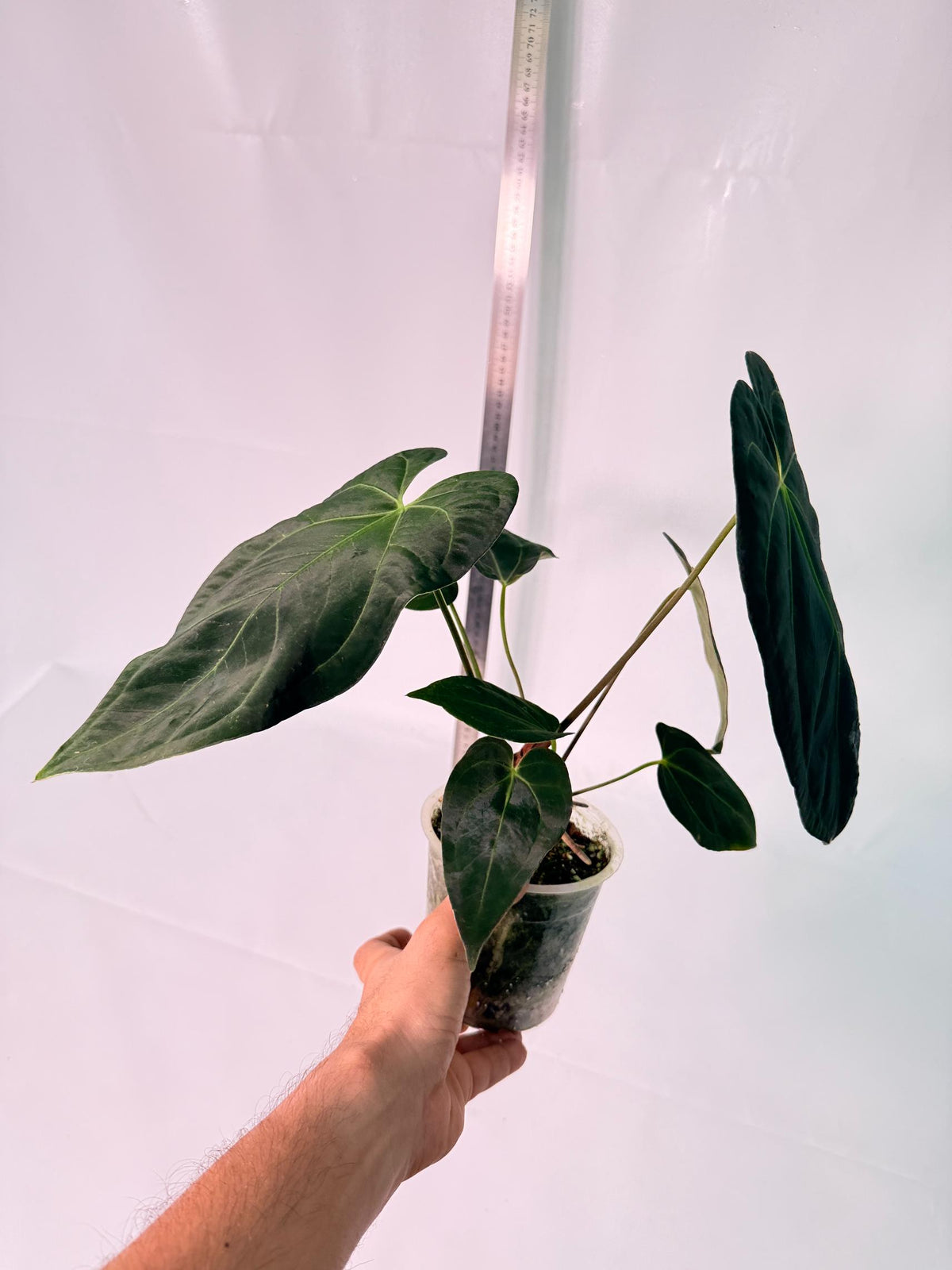 Anthurium Papillilaminum x Magnificum 4
