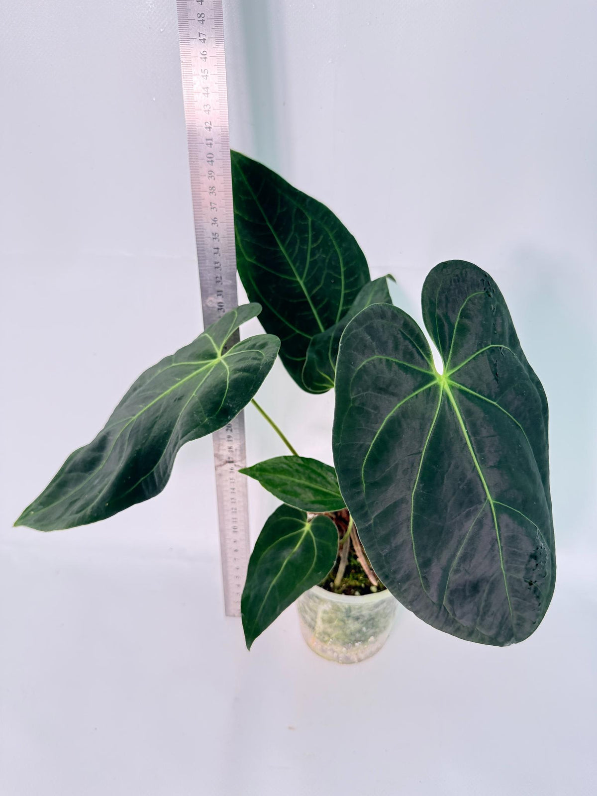 Anthurium Papillilaminum x Magnificum 3