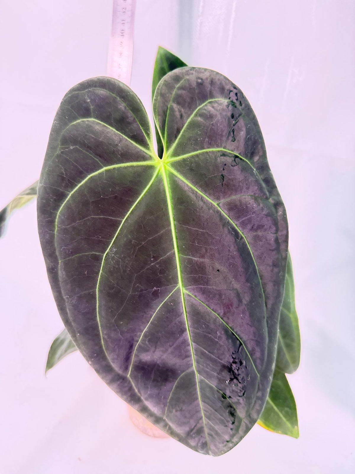 Anthurium Papillilaminum x Magnificum 2