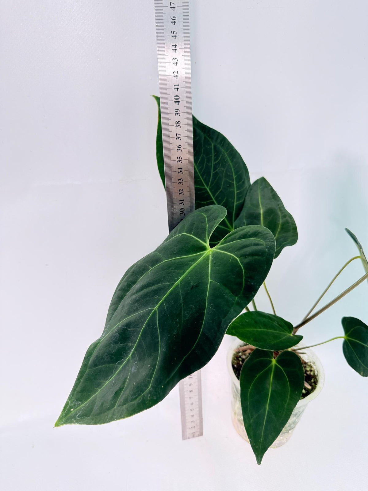 Anthurium Papillilaminum x Magnificum 5