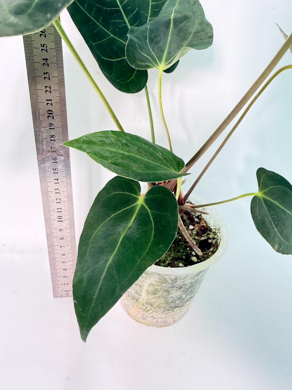 Anthurium Papillilaminum x Magnificum 6