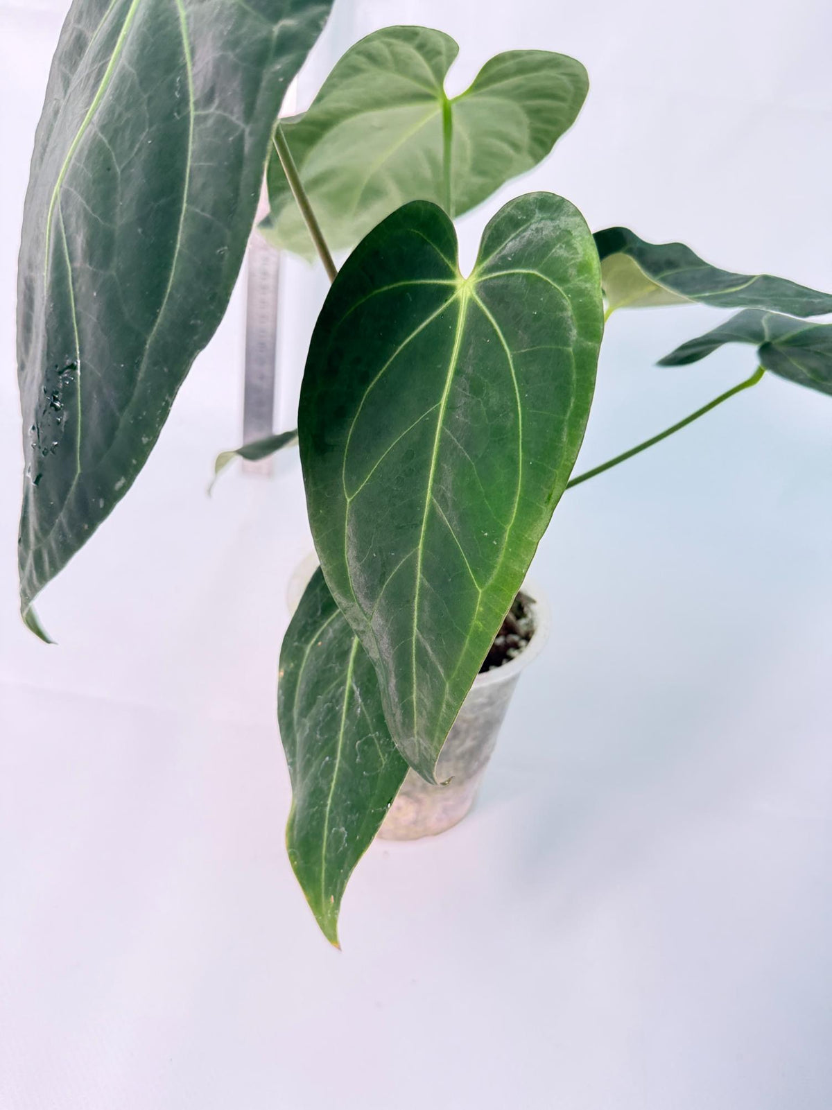 Anthurium Papillilaminum x Magnificum 7