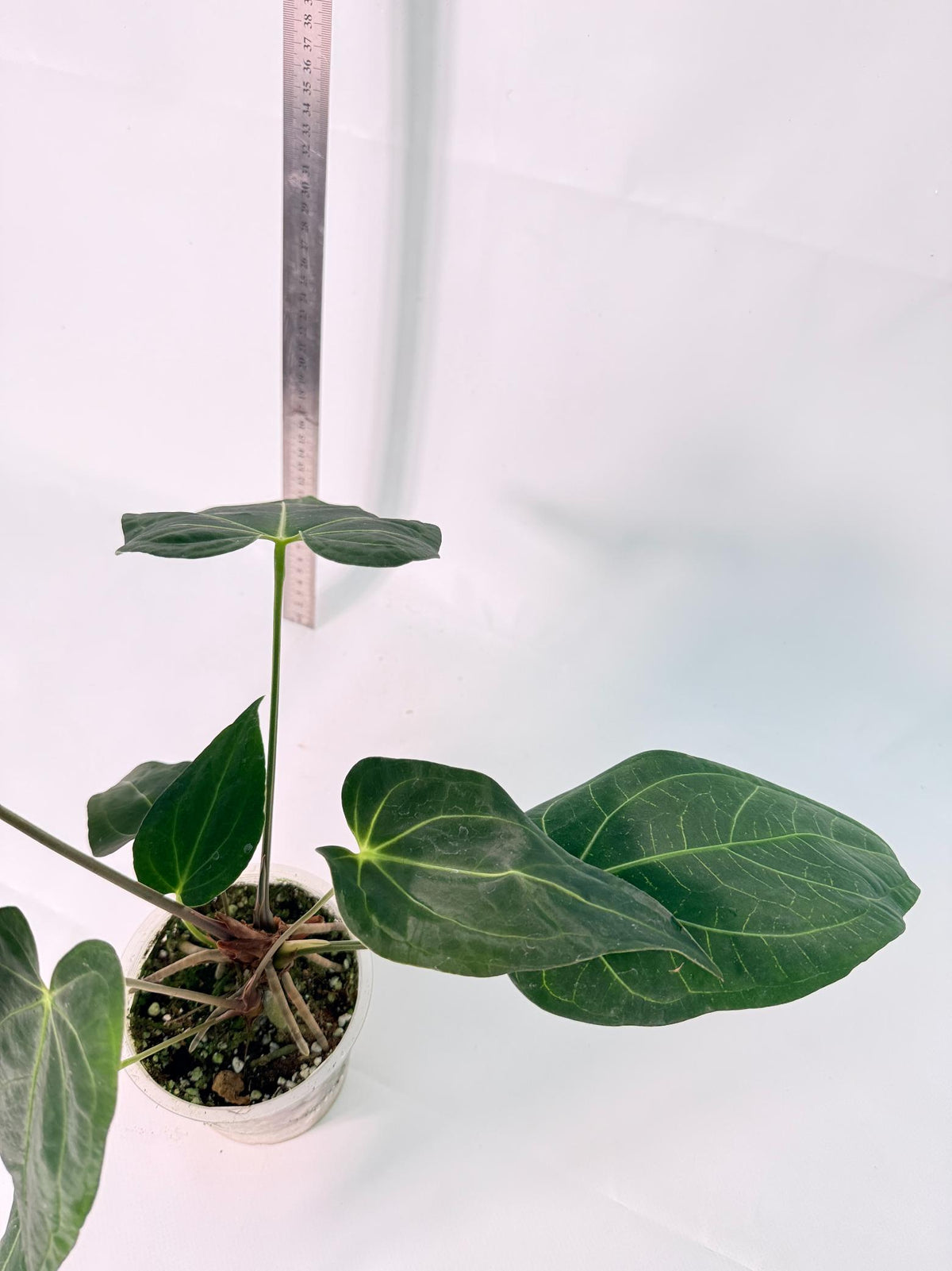 Anthurium Papillilaminum x Magnificum 11