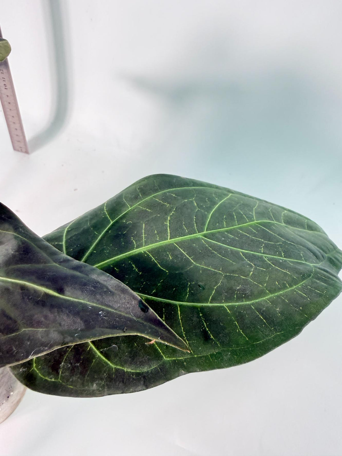 Anthurium Papillilaminum x Magnificum 9