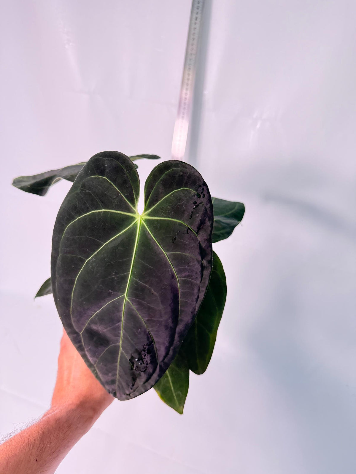 Anthurium Papillilaminum x Magnificum 10
