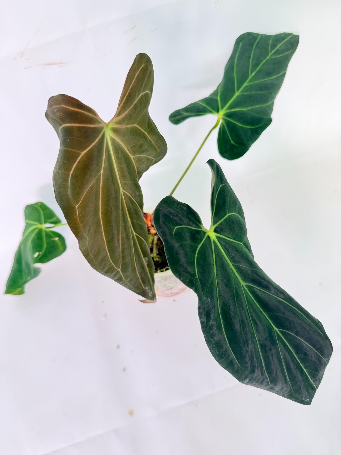 Anthurium Papillilaminum x Magnificum 01