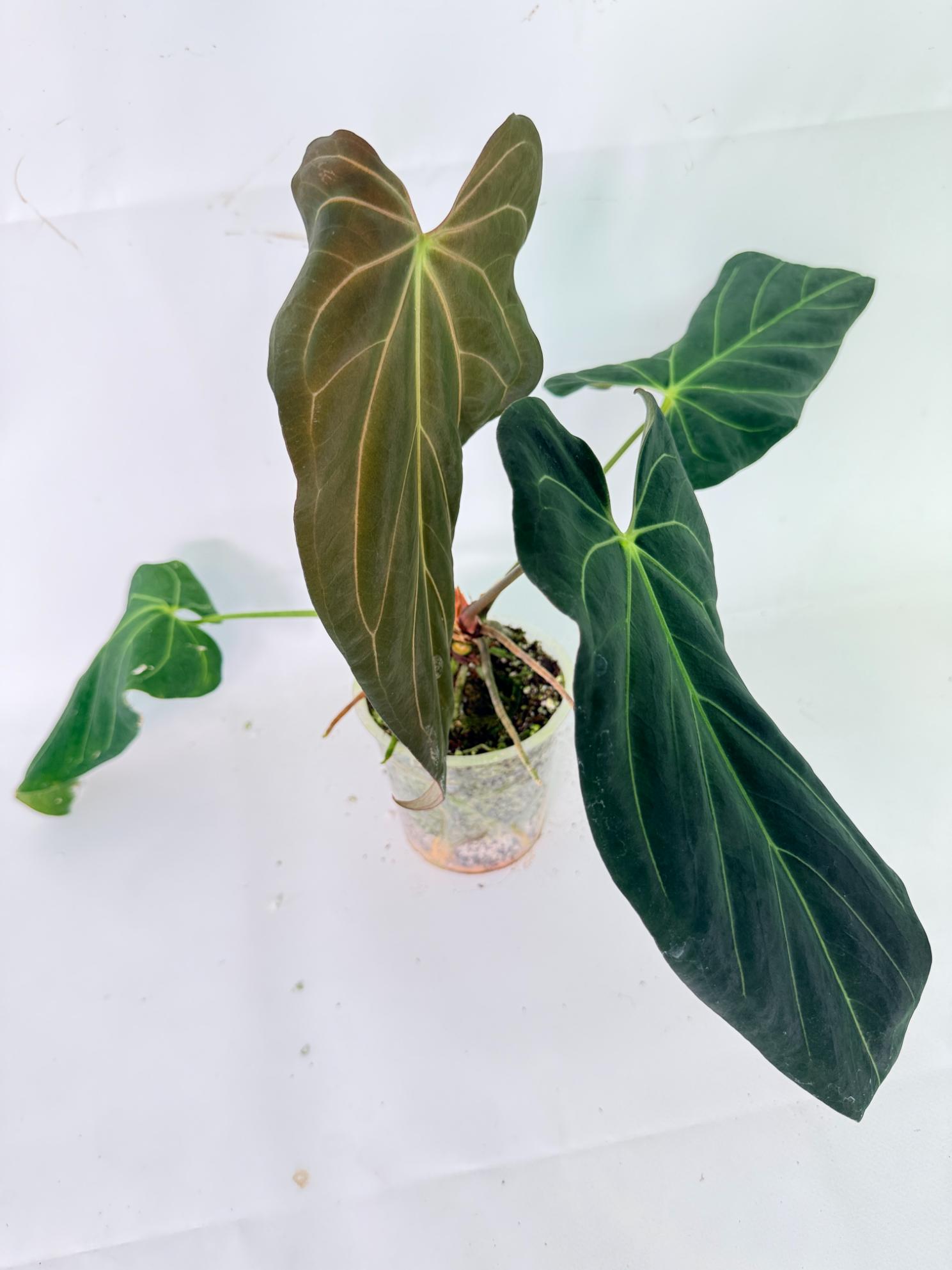 Anthurium Papillilaminum x Magnificum 10