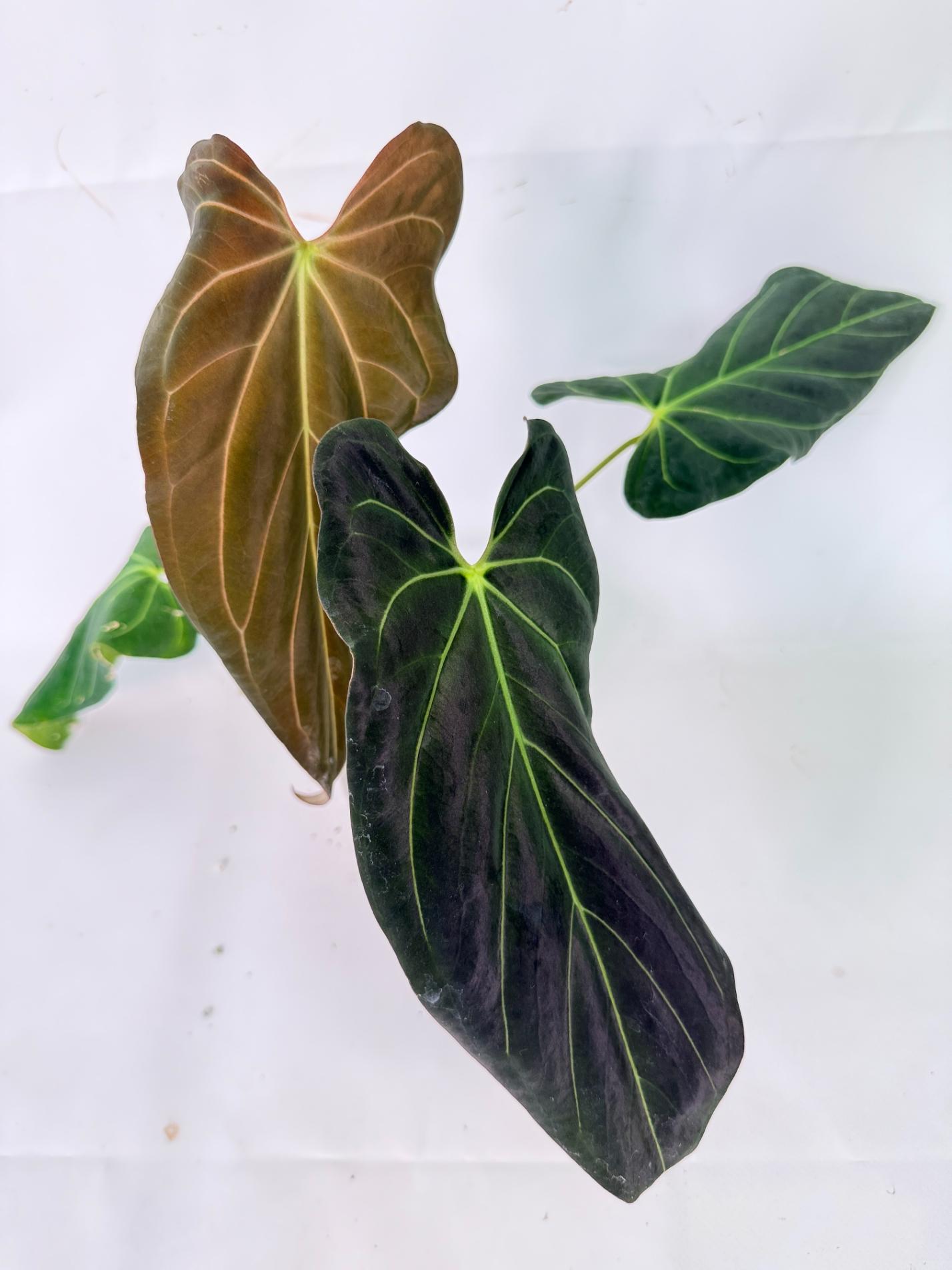 Anthurium Papillilaminum x Magnificum 11