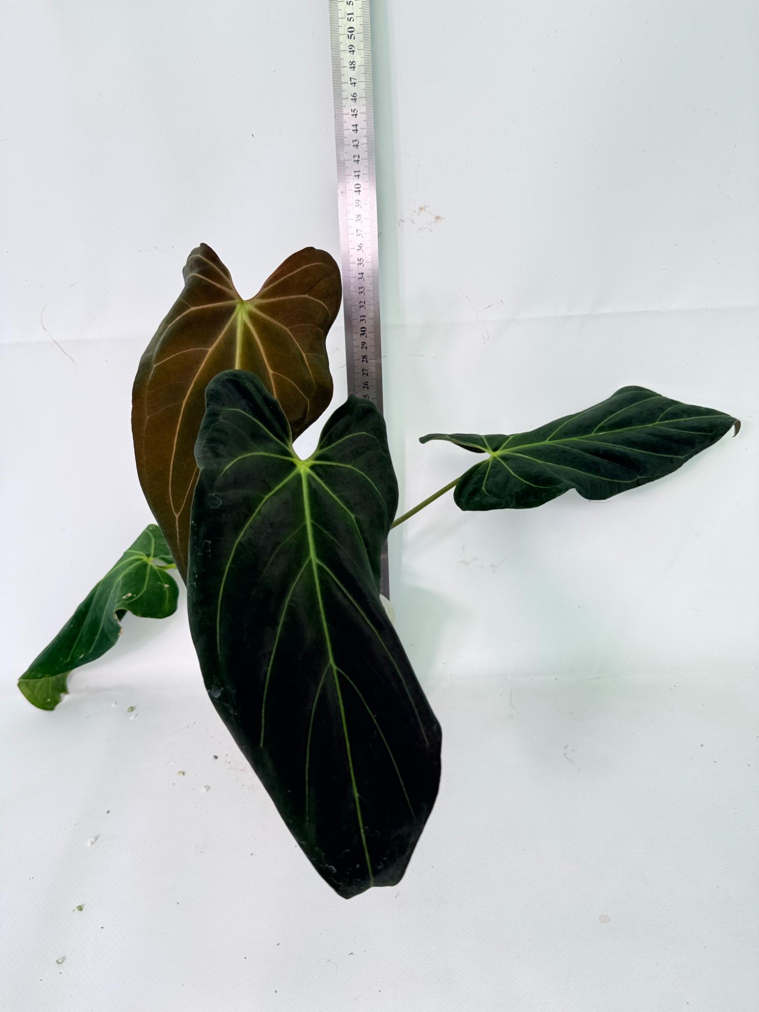 Anthurium Papillilaminum x Magnificum 02